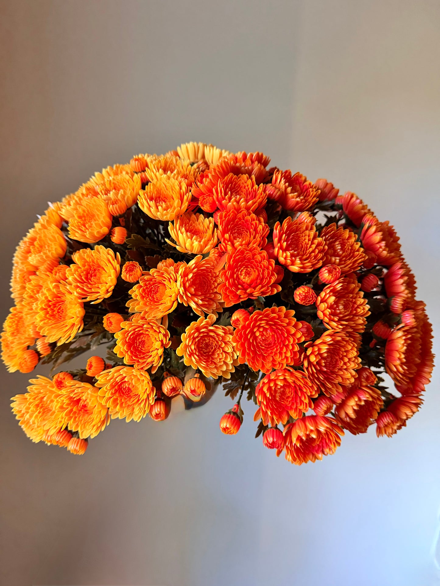 14.17" MUM BUSH / UV PROOF