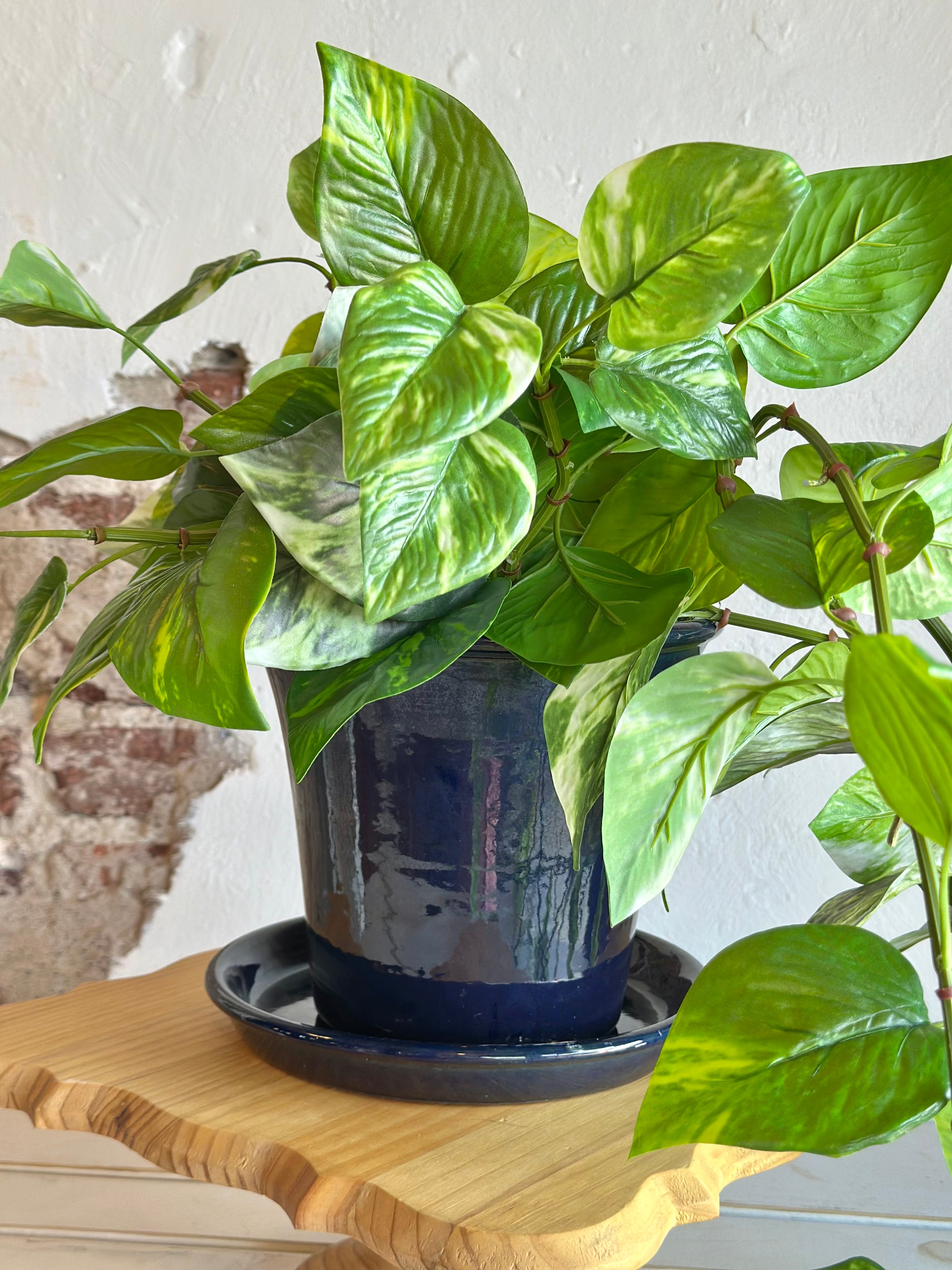 Pothos in Navy Ceramic Planter