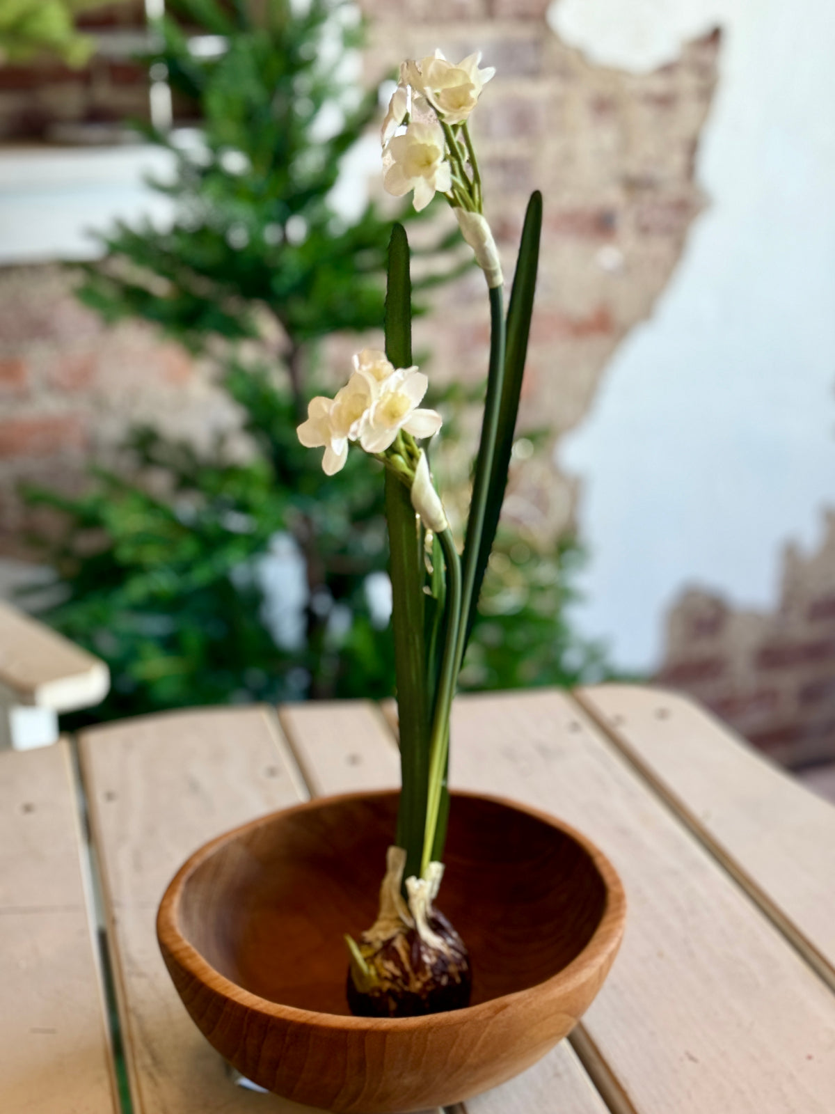 18" PAPERWHITE BULB