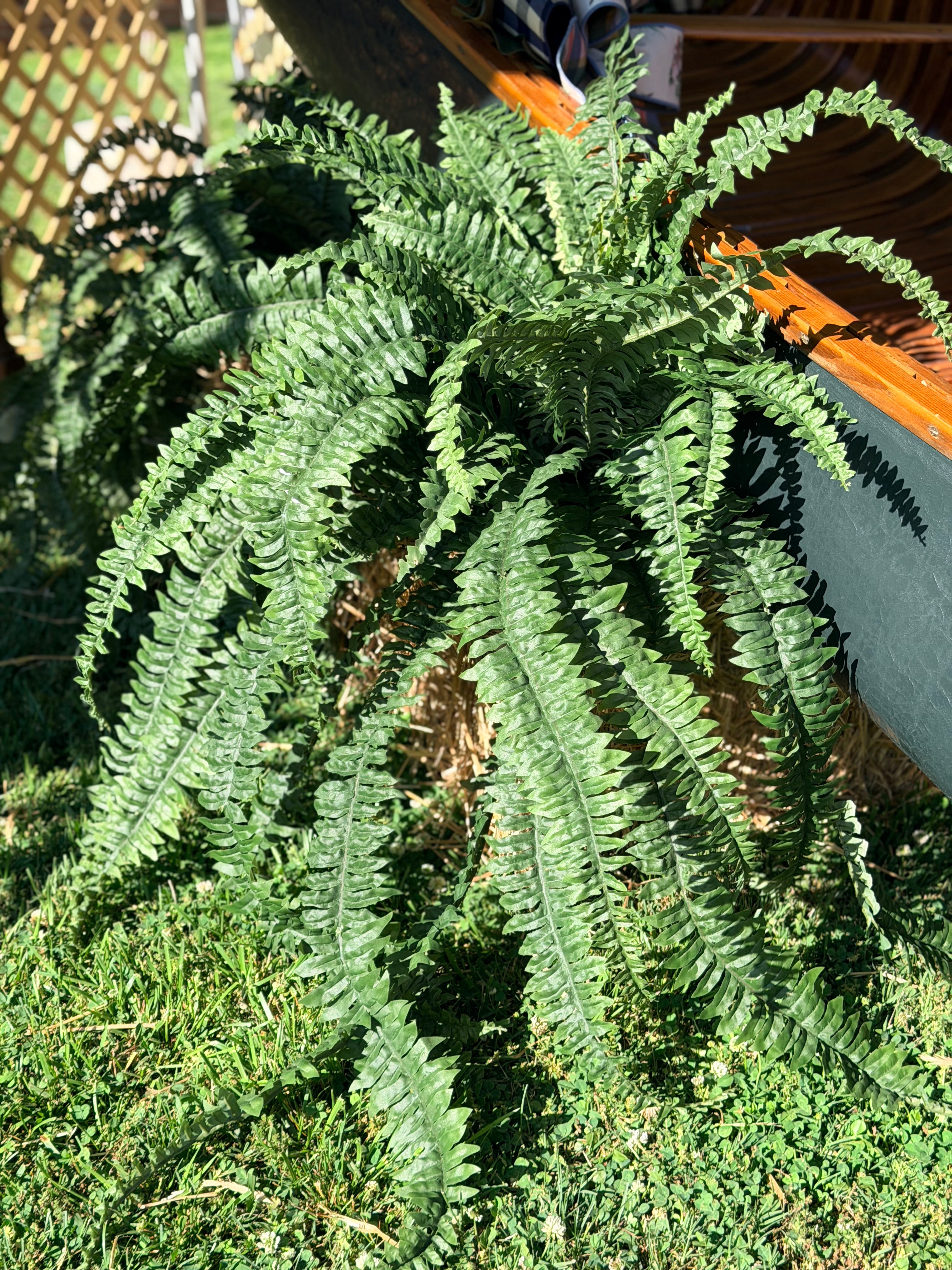 UV JUMBO BOSTON FERN 45"Wx48"L