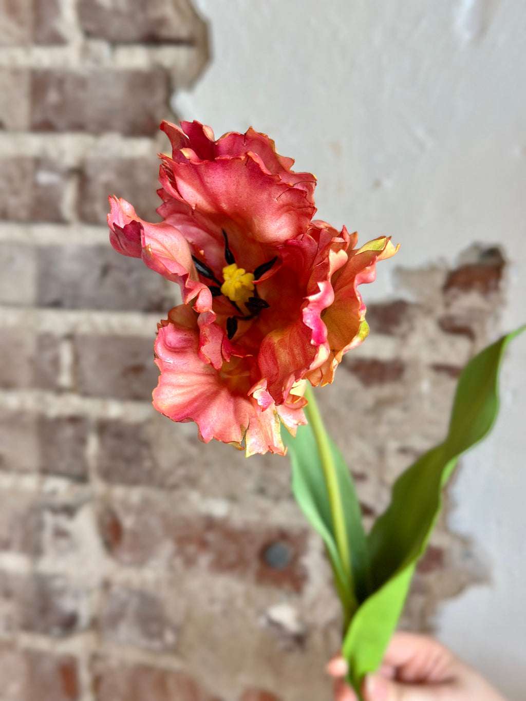 27.5" Parrot Tulip- Mauve Green