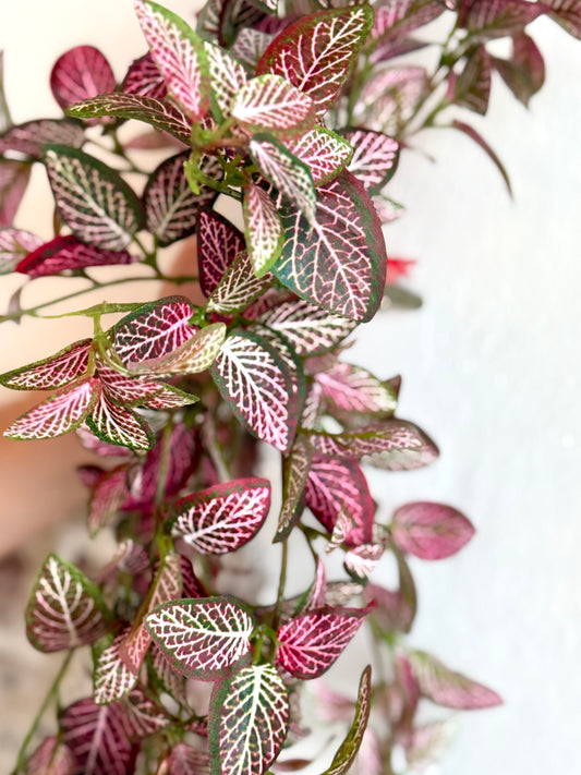 21" MINI FITTONIA BUSH VINE, RED/GREEN