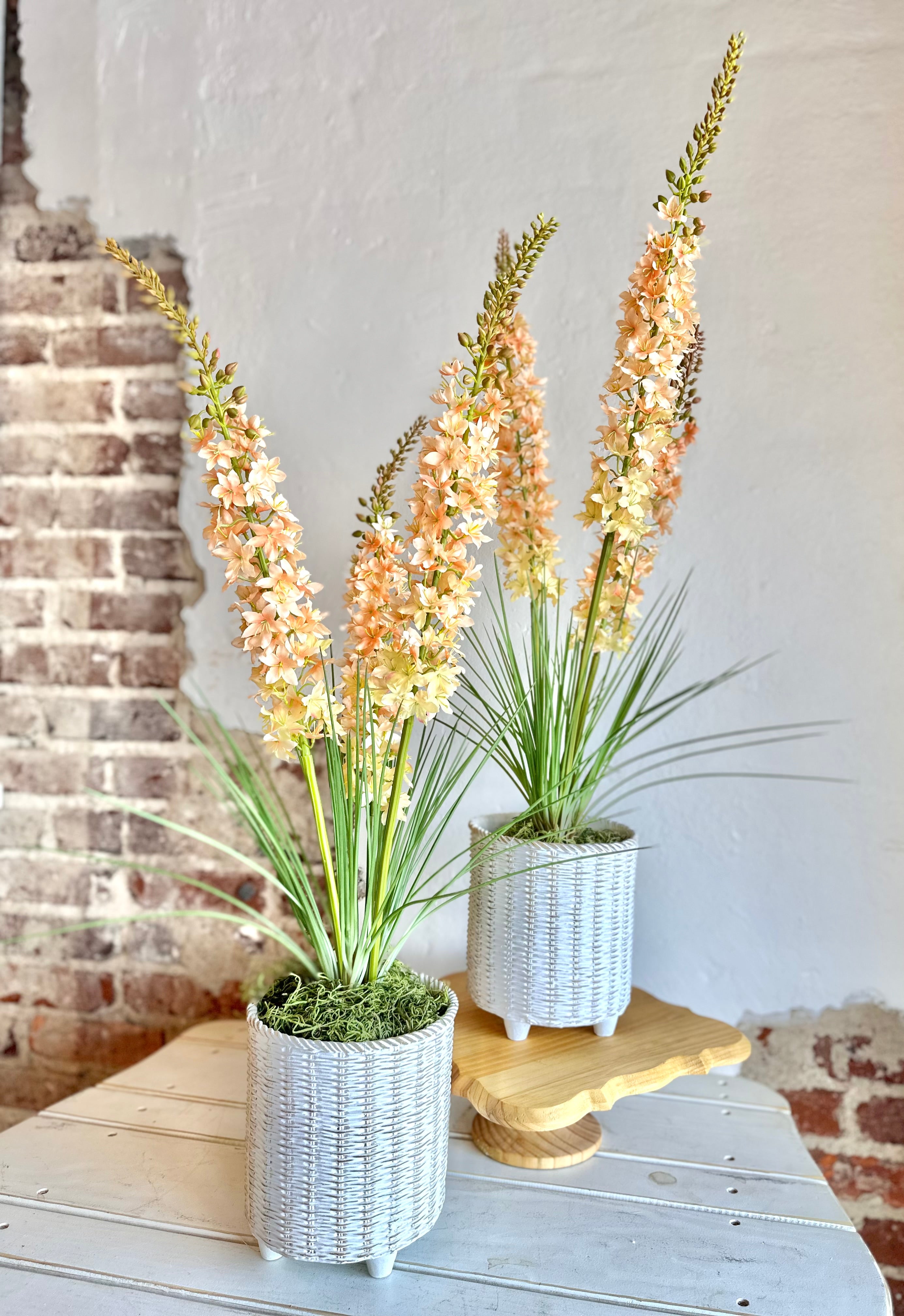 Potted Delphinium in Wicker Style Pot