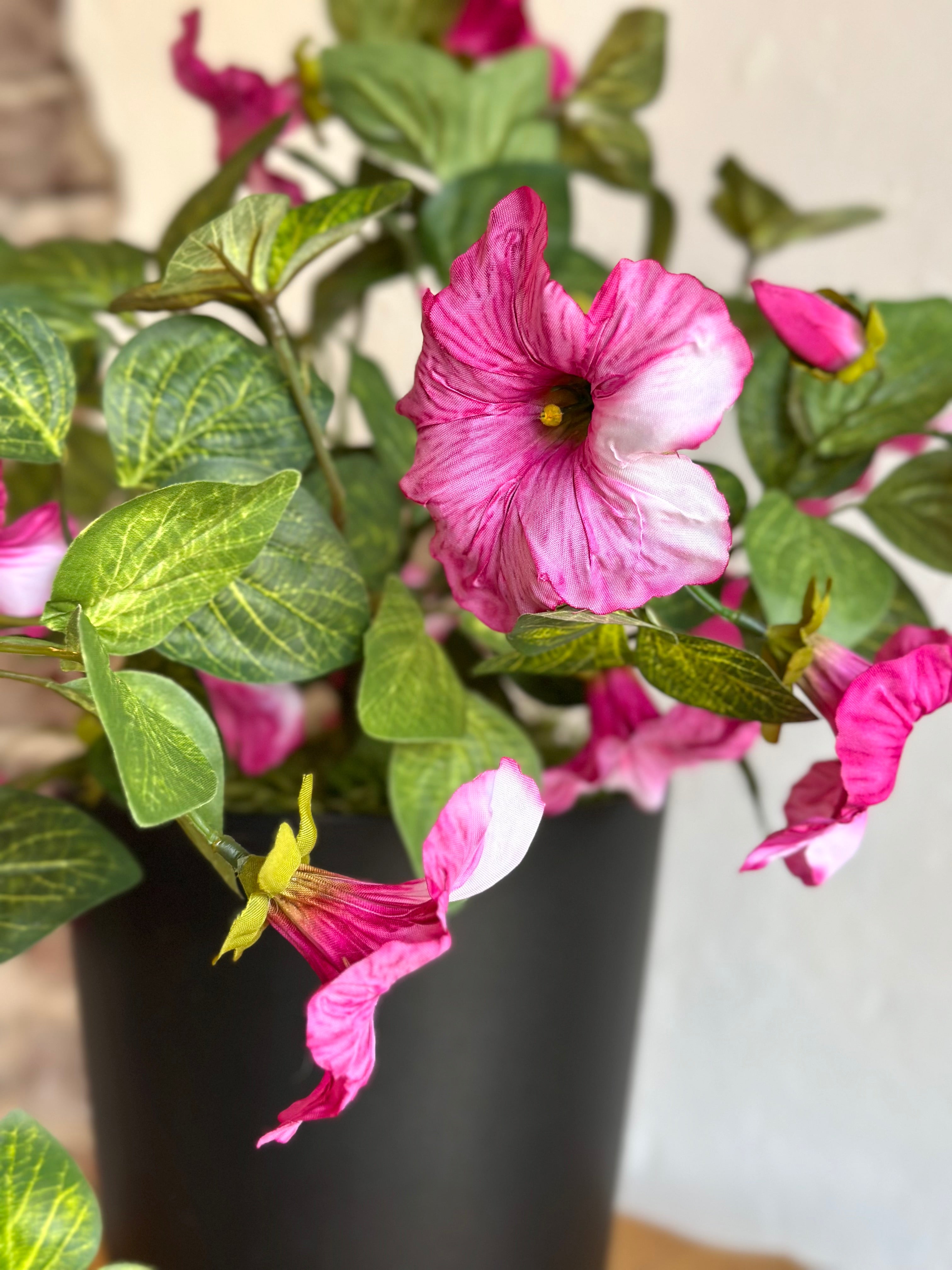 Potted Petunia