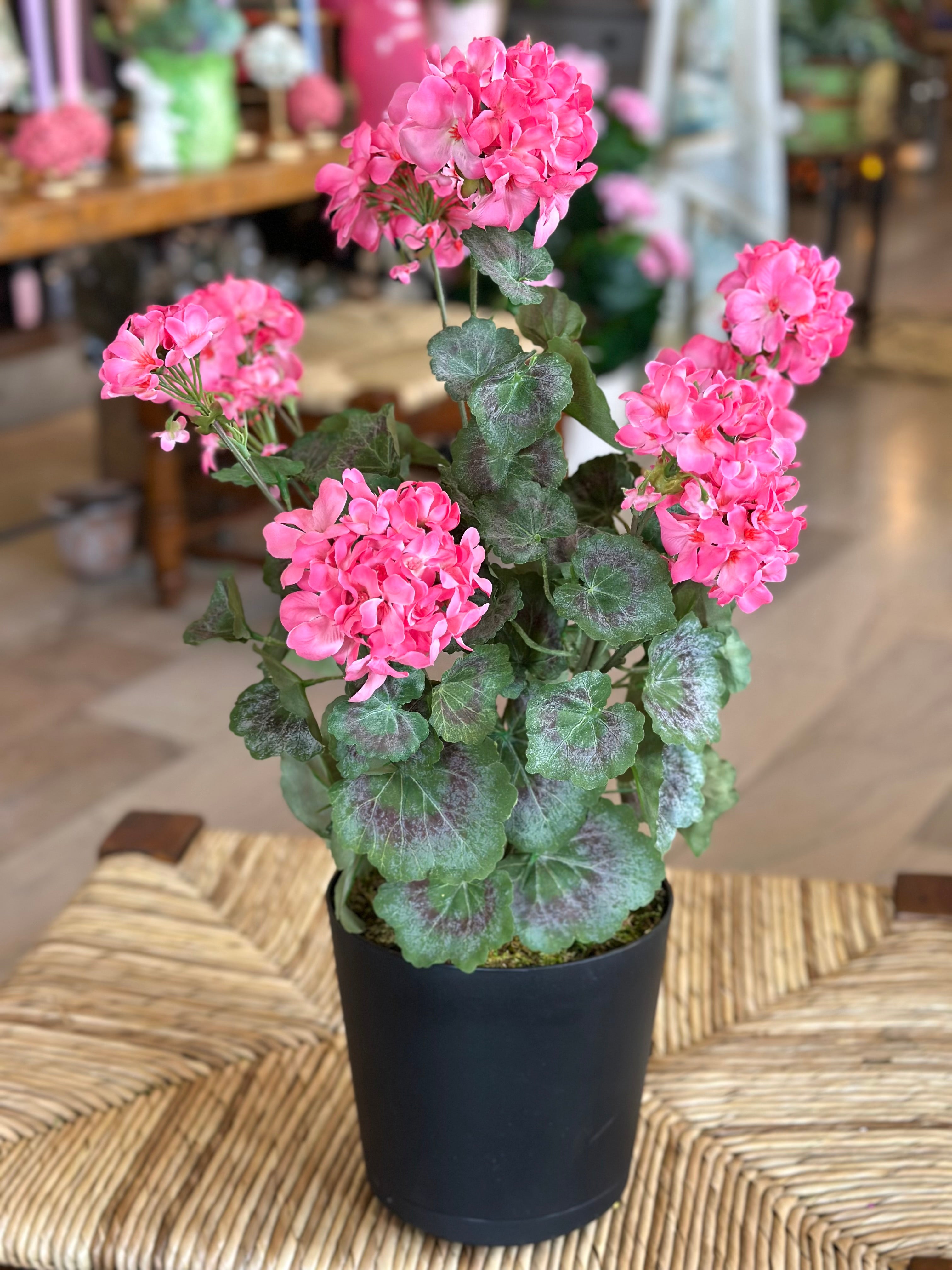 Pink Potted Mini Geraniums