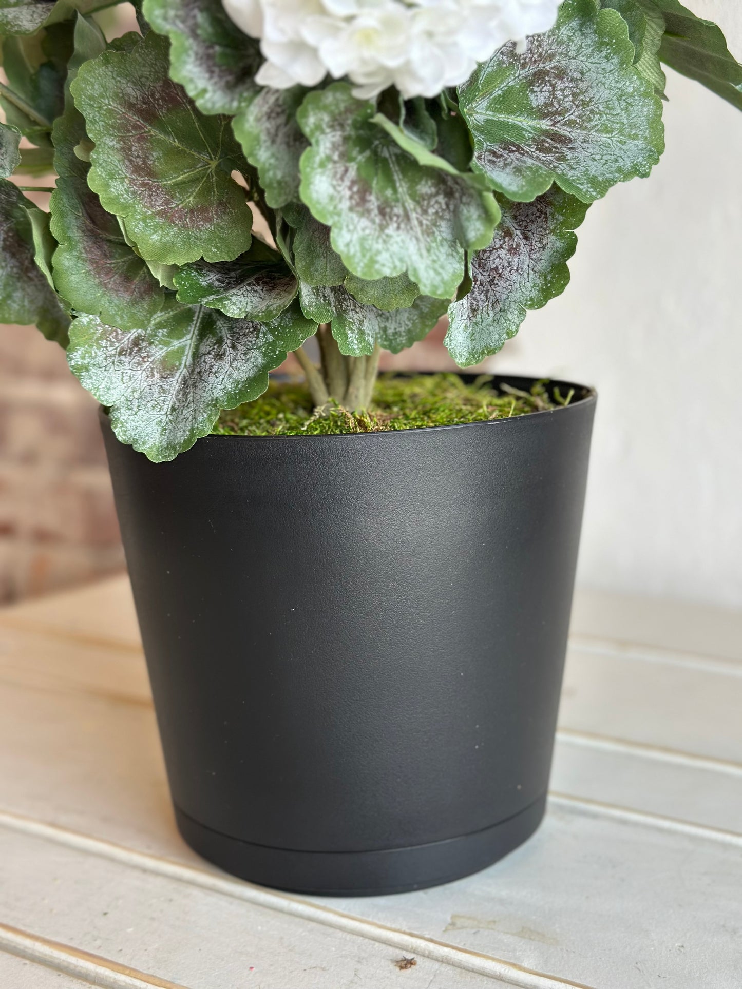 White Potted Mini Geranium