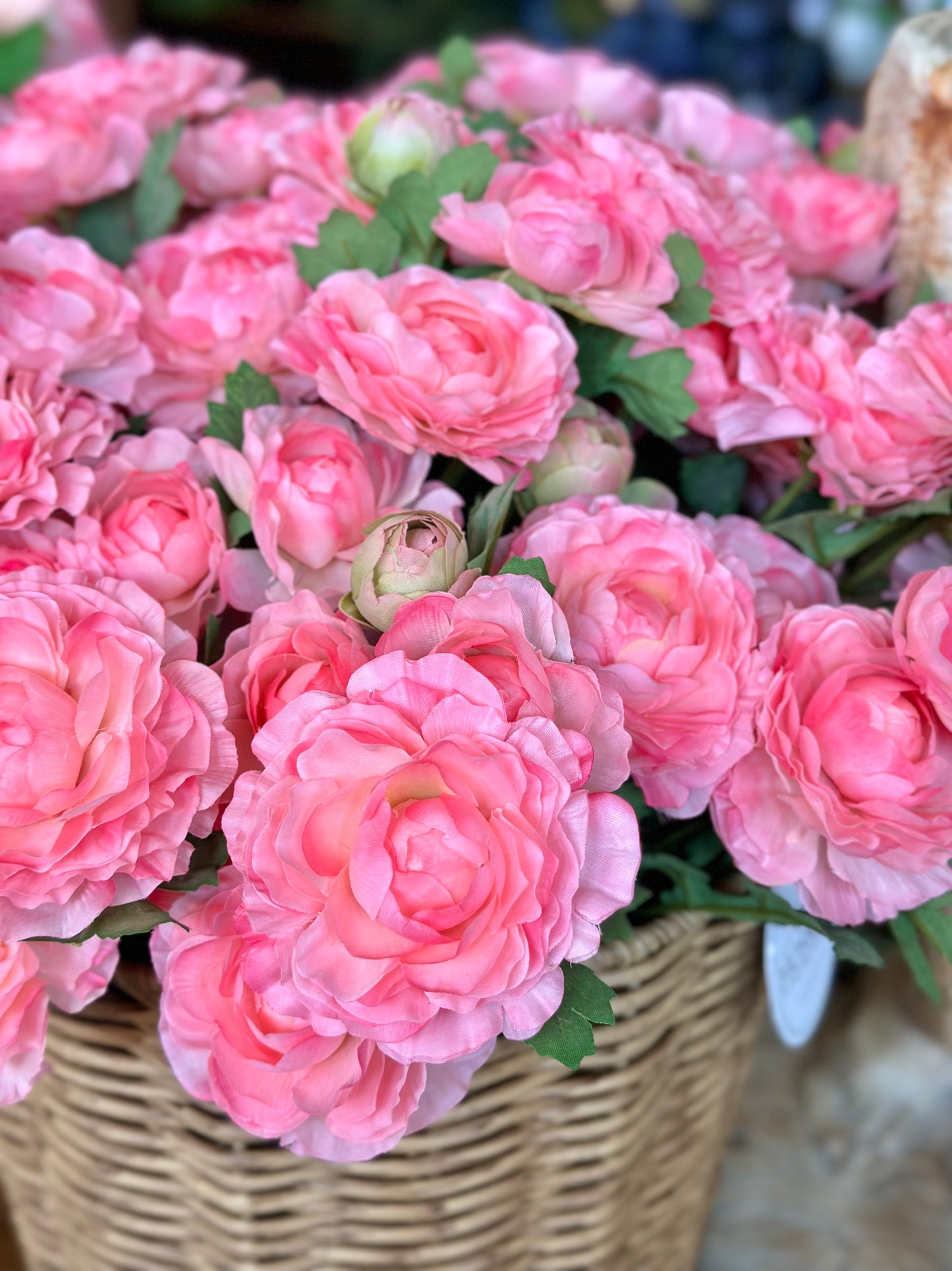 RANUNCULUS PLANT 16" (COLOR OPTIONS)