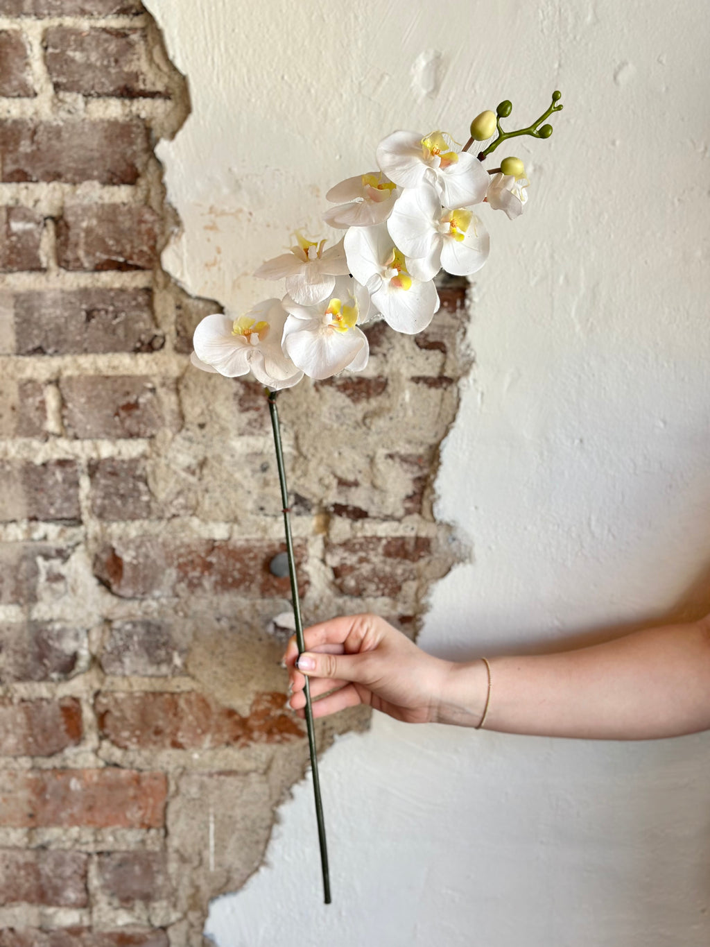 31" "Just Cut" Phaleanopsis Stem