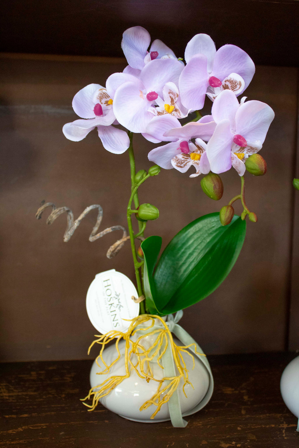 Mini Orchid in Ceramic Pot