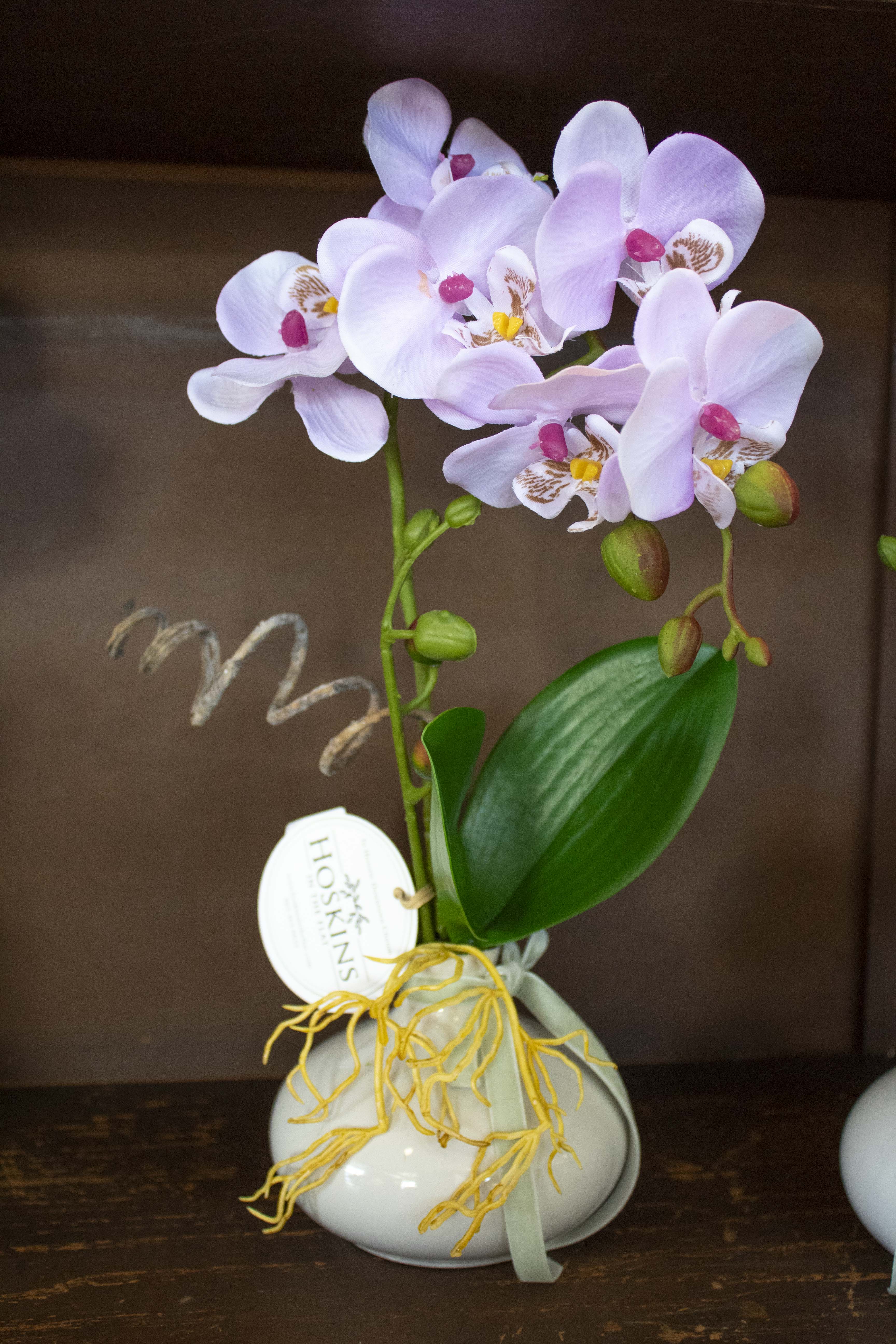 Mini Orchid in Ceramic Pot