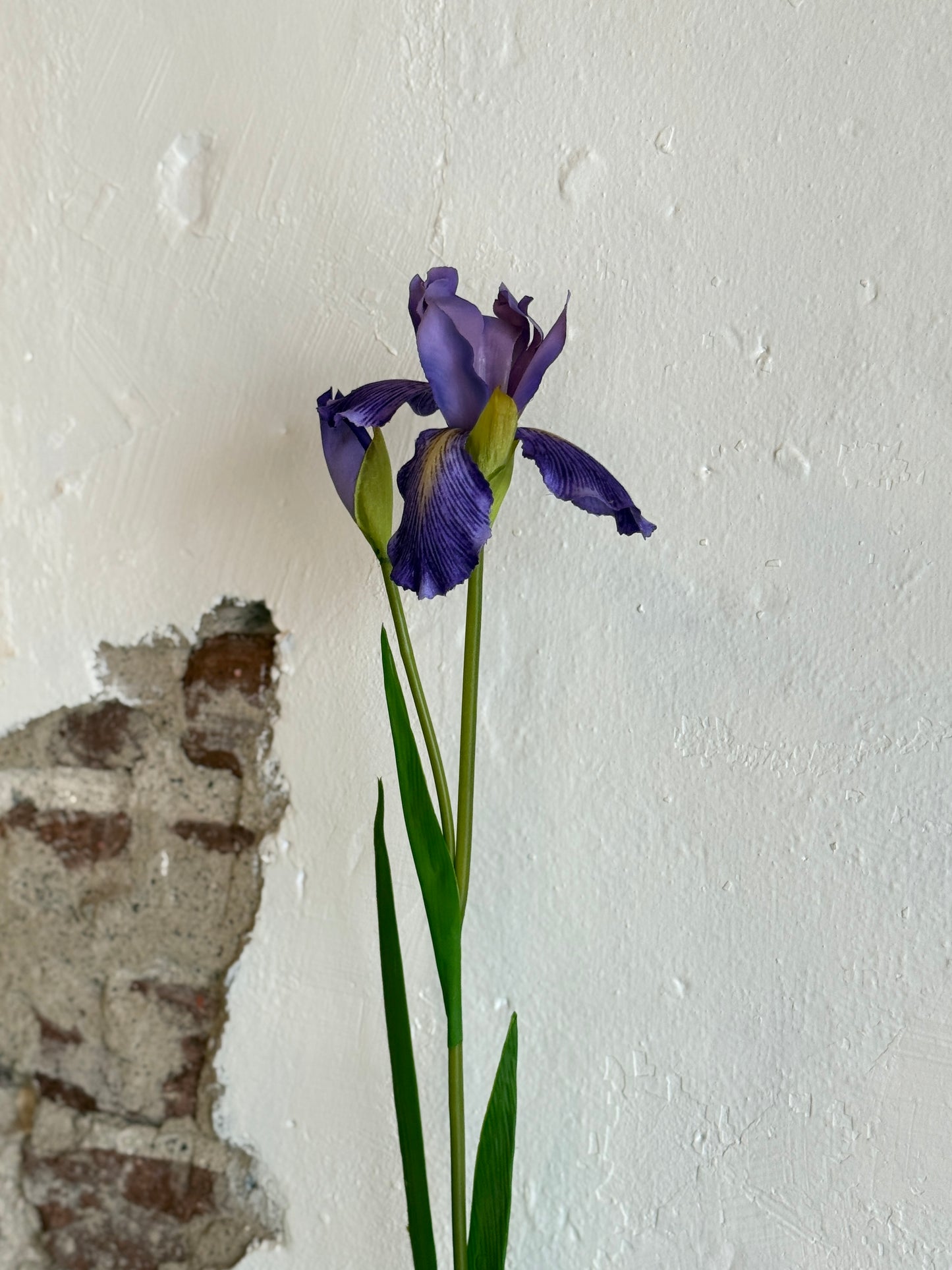 28" Violet Dutch Iris and Bud