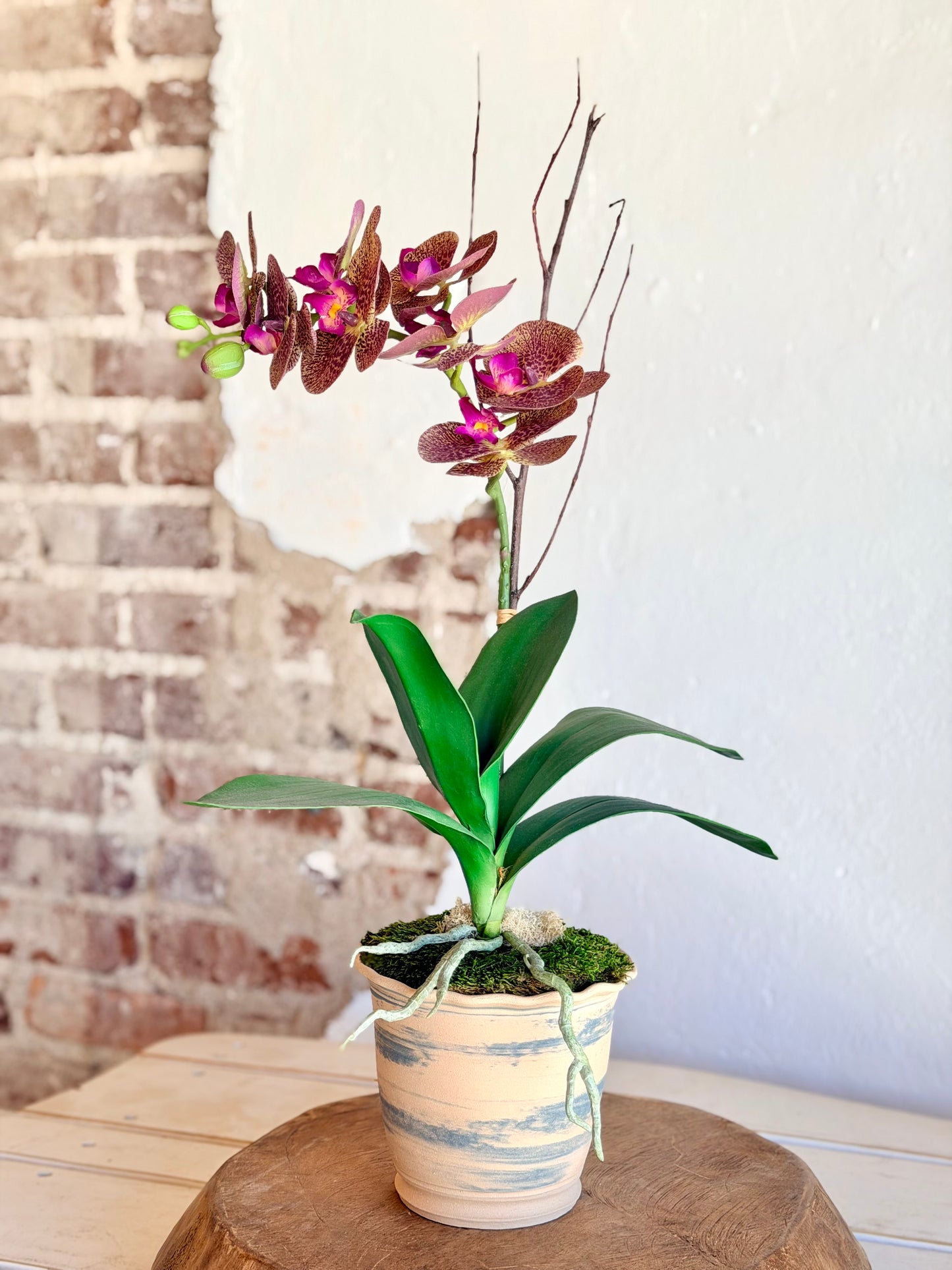 Russet Potted Orchid