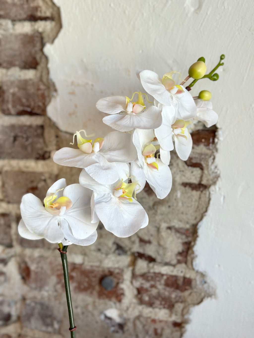 31" "Just Cut" Phaleanopsis Stem