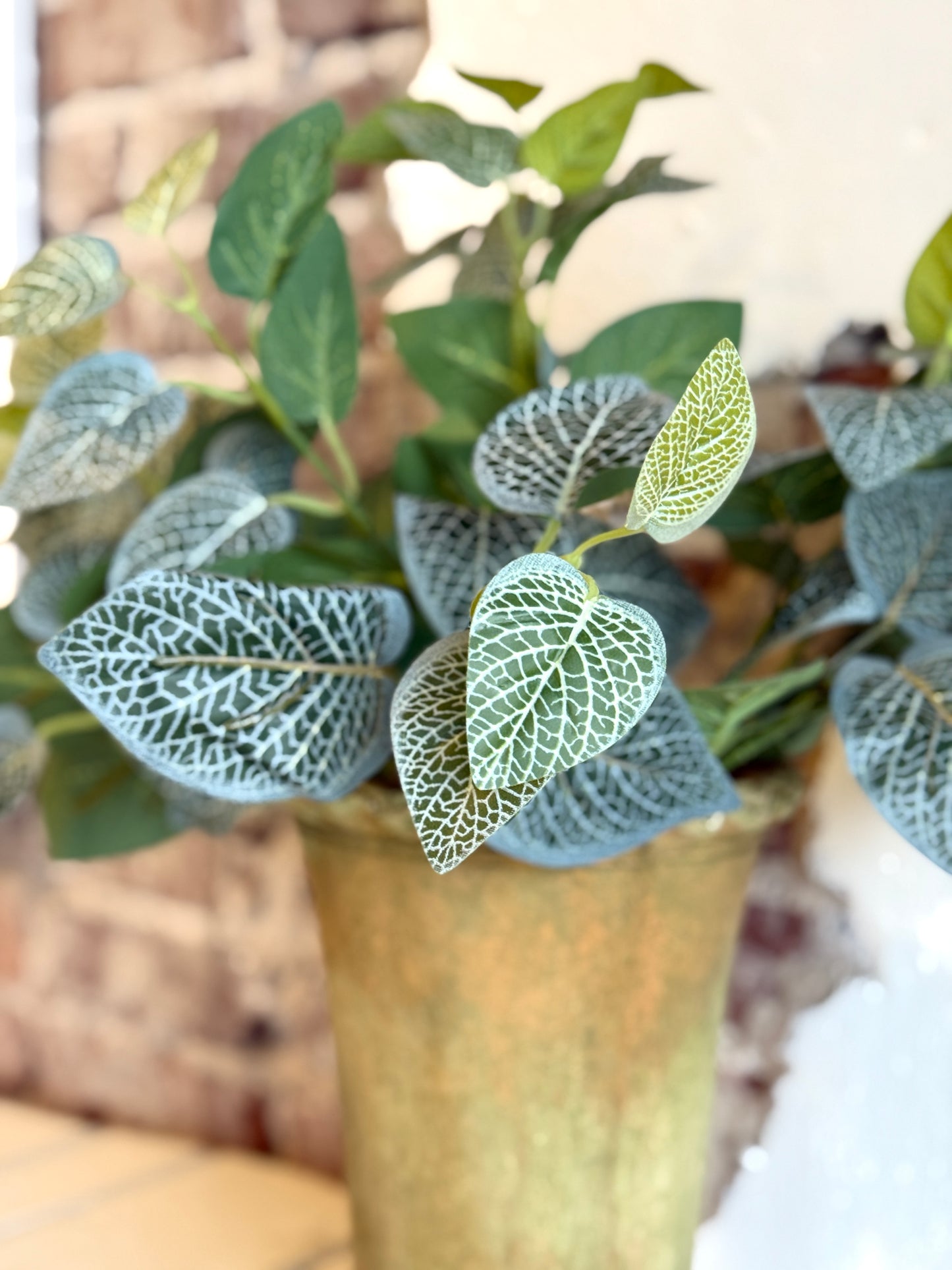 17" UV TREATED FITTONIA BUSH