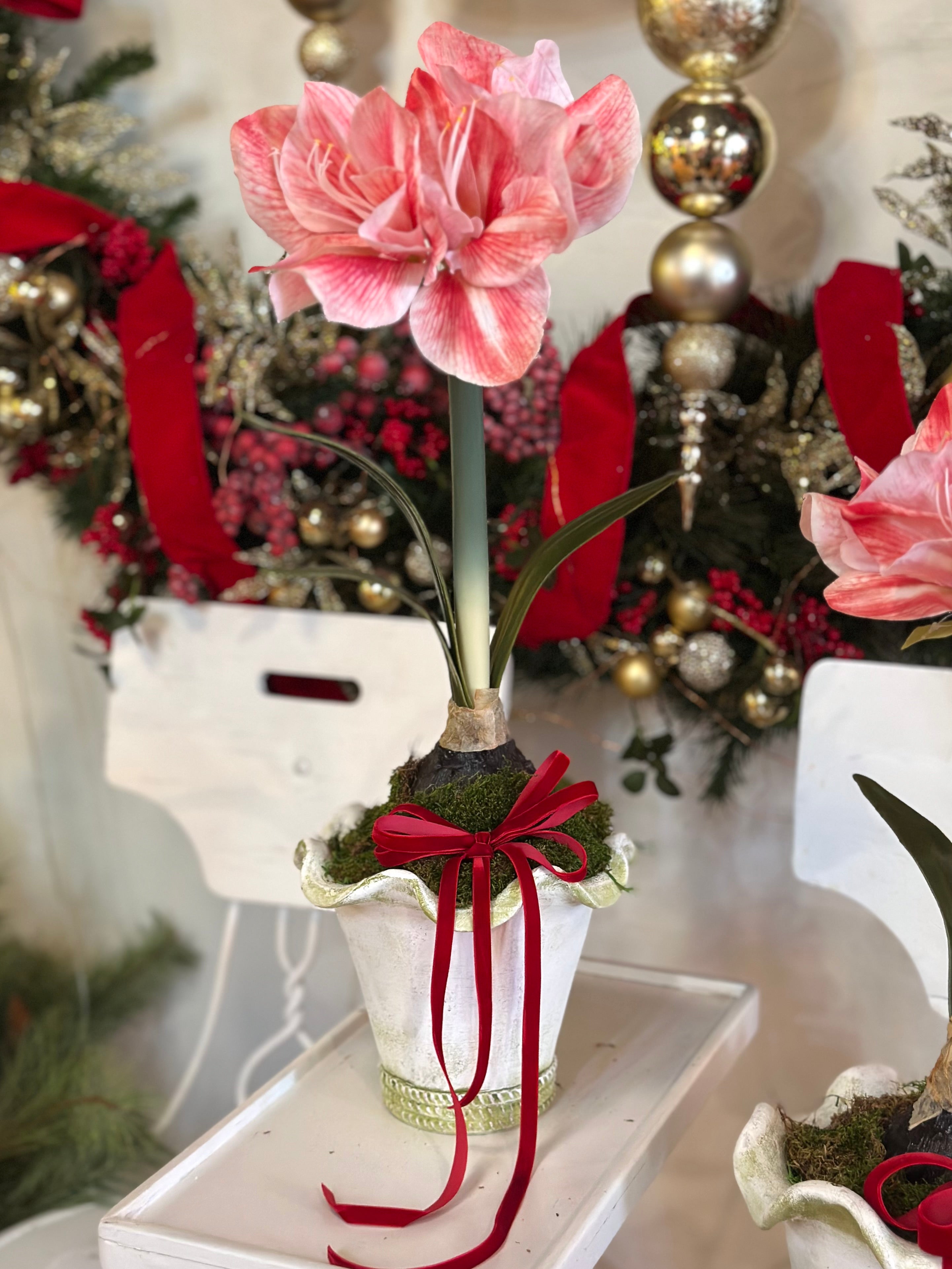 Potted Pink Amaryllis with Classic Red Velvet Bow