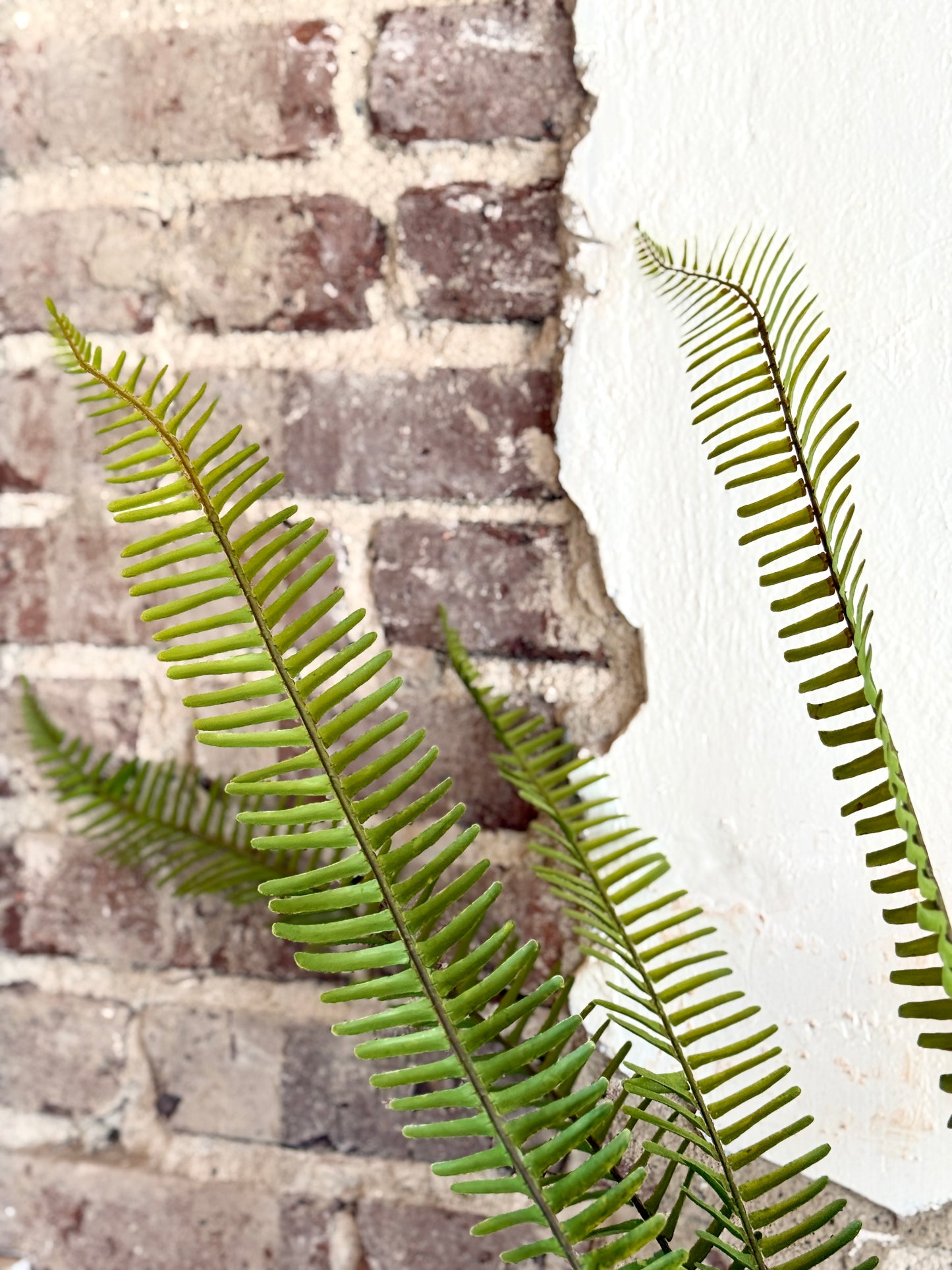 ROOTED FERN PLANT 31"