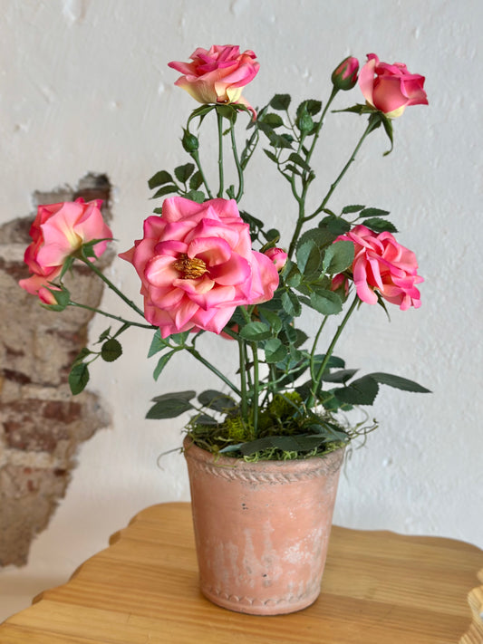 Pink Potted Roses