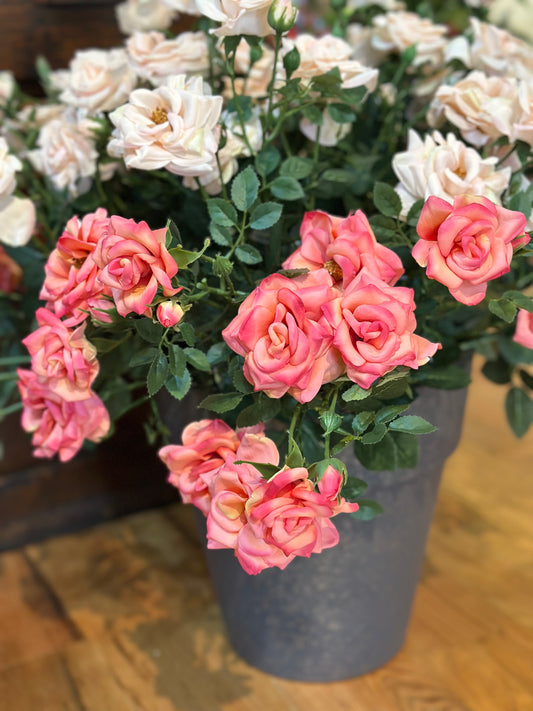 24" Curled Garden Rose