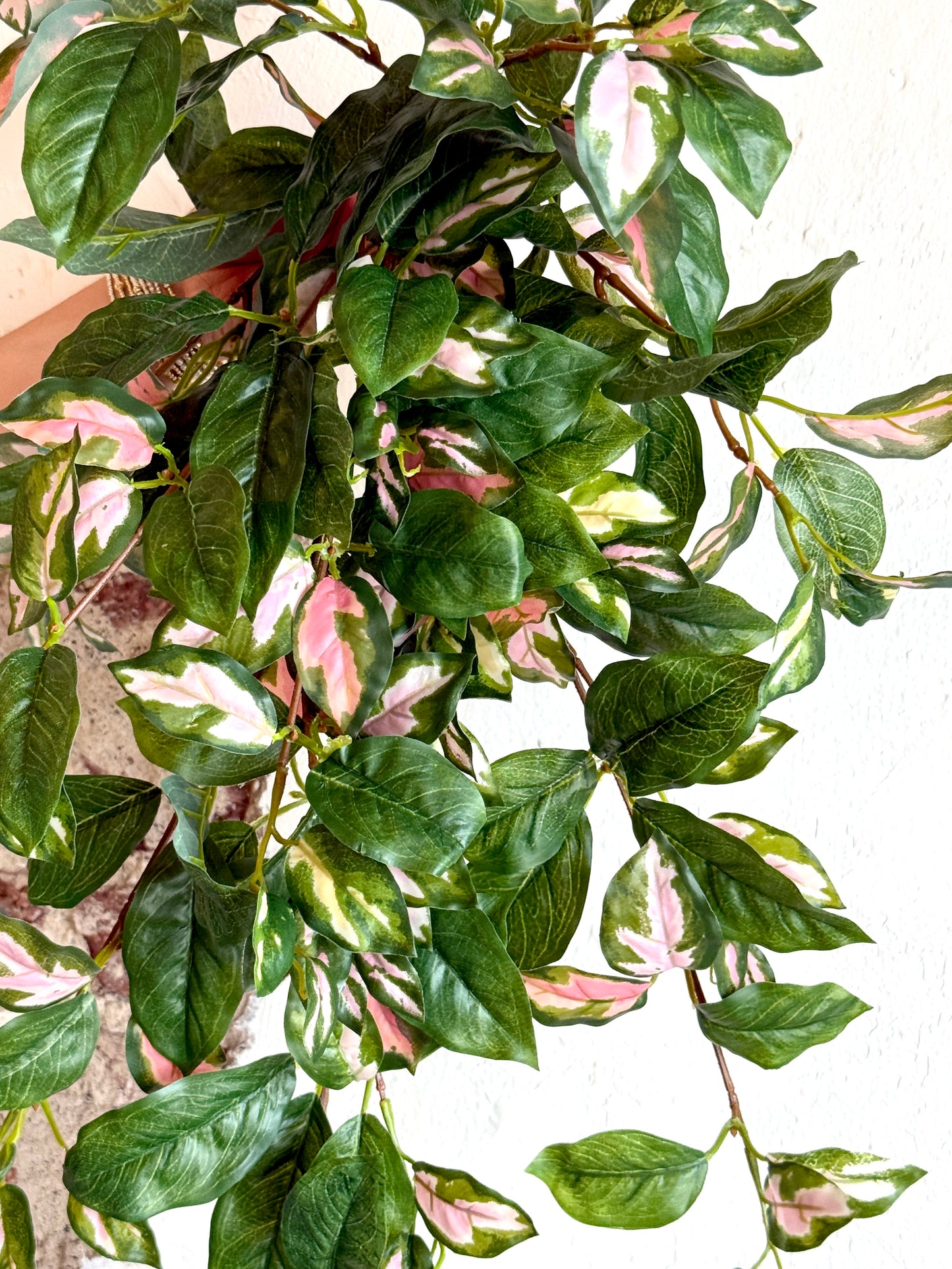 31" HOYA BUSH VINE, GREEN/PINK