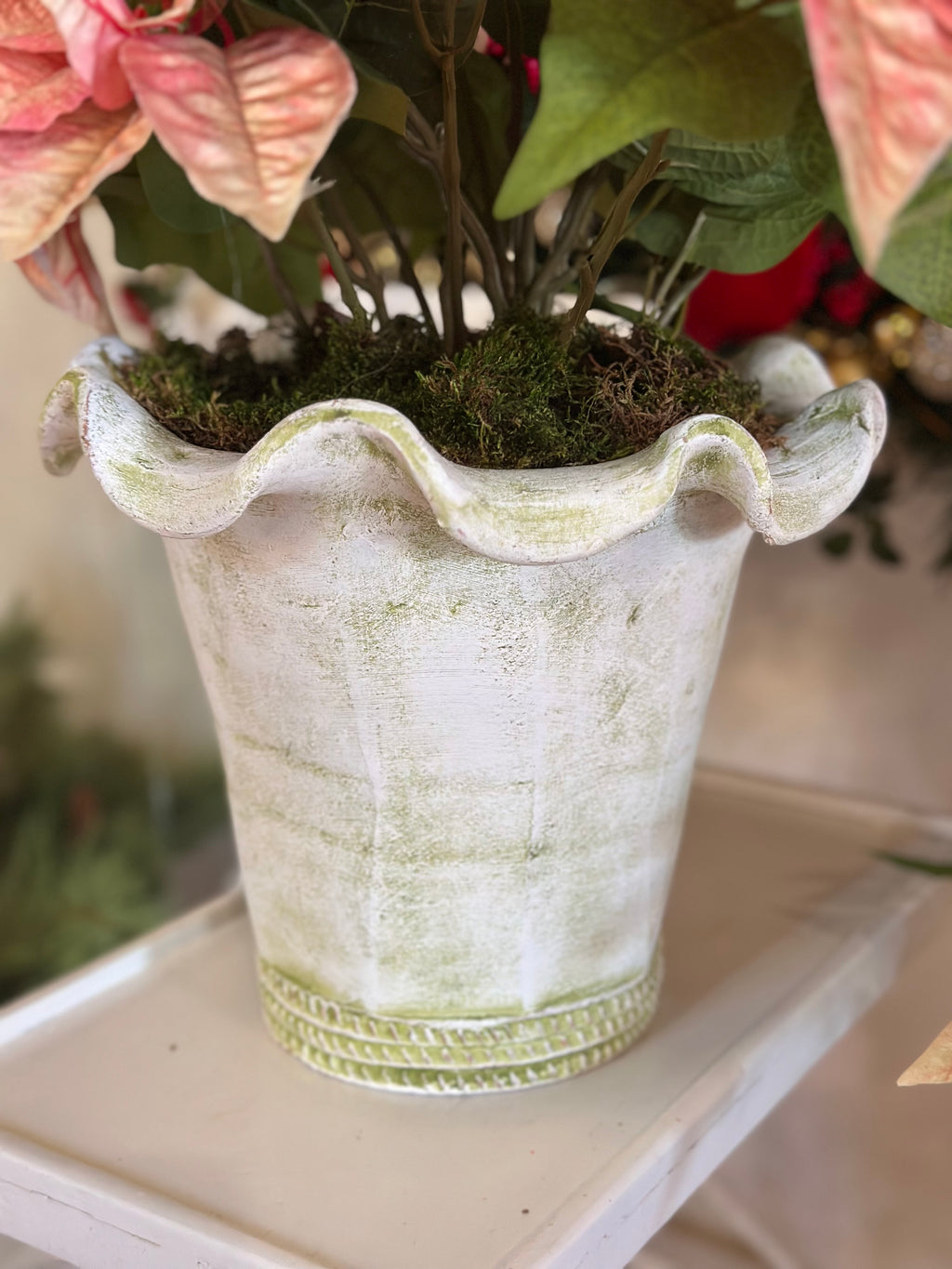 Botanical Collection Potted Poinsettias (White Pot)