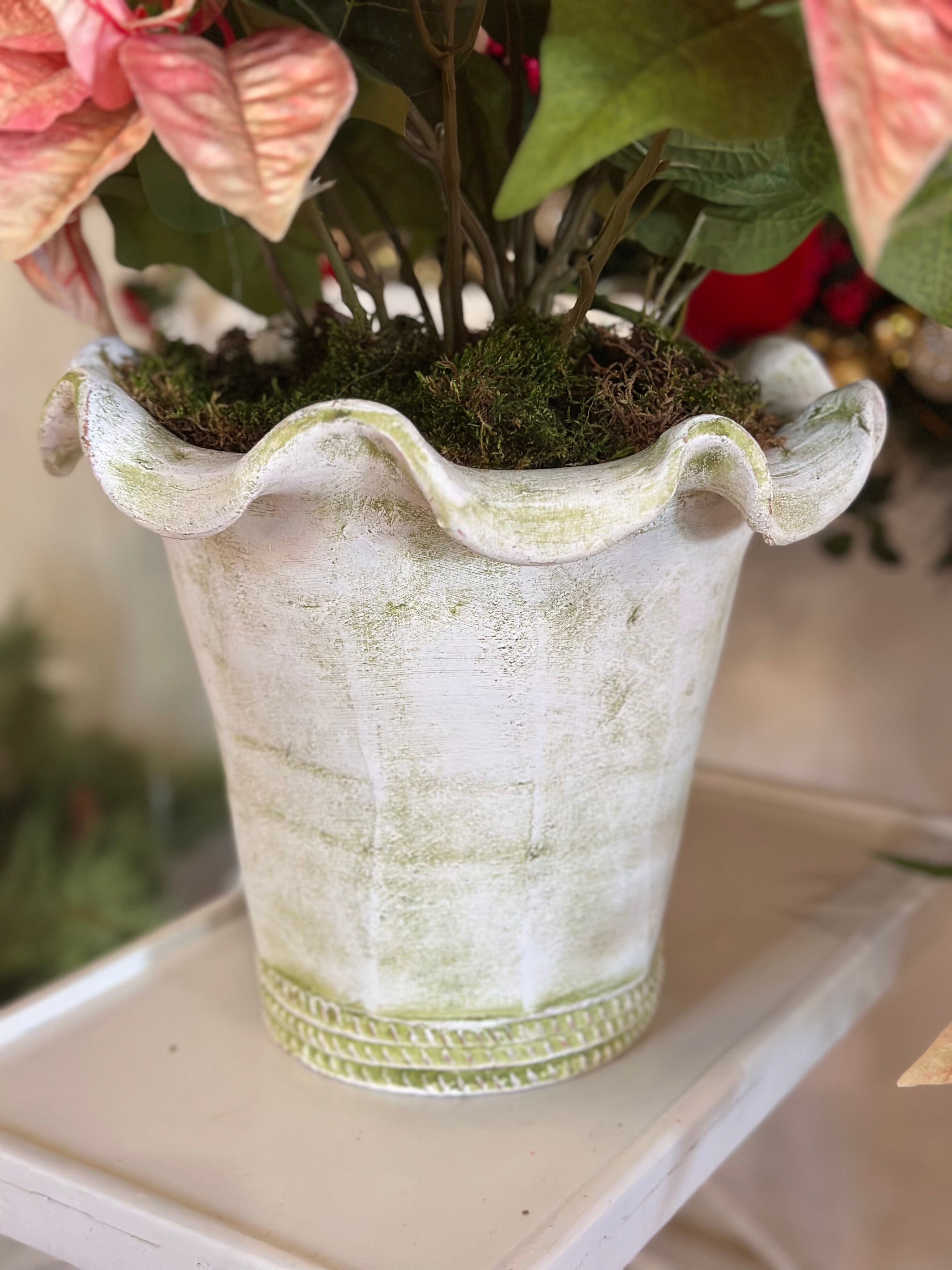 Botanical Collection Potted Poinsettias (White Pot)