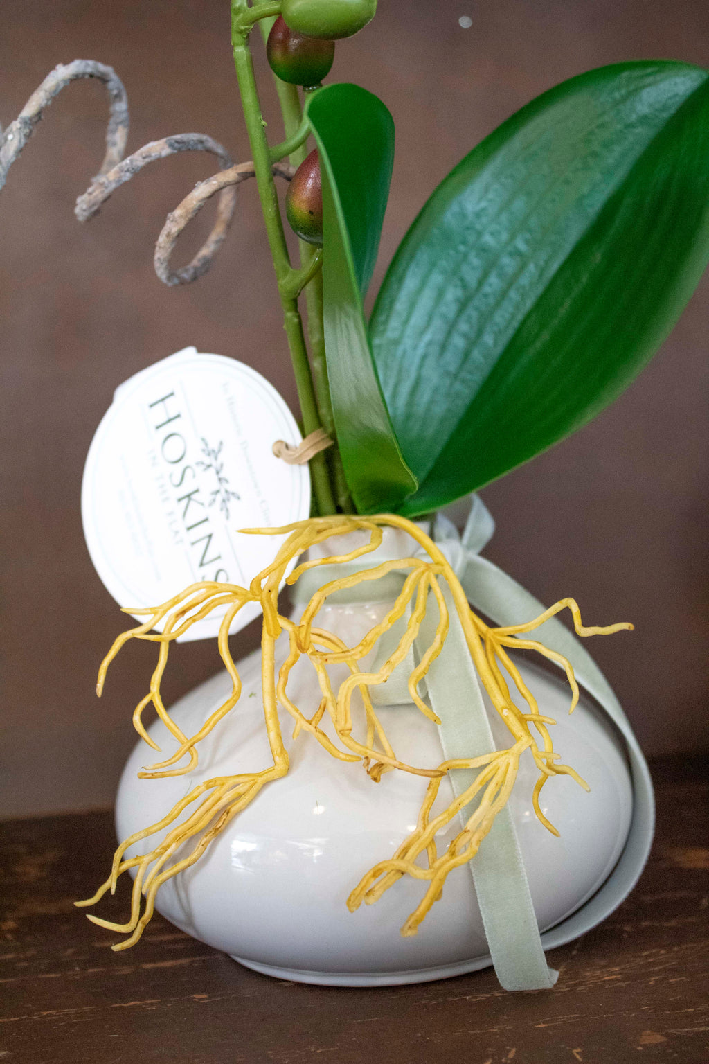 Mini Orchid in Ceramic Pot