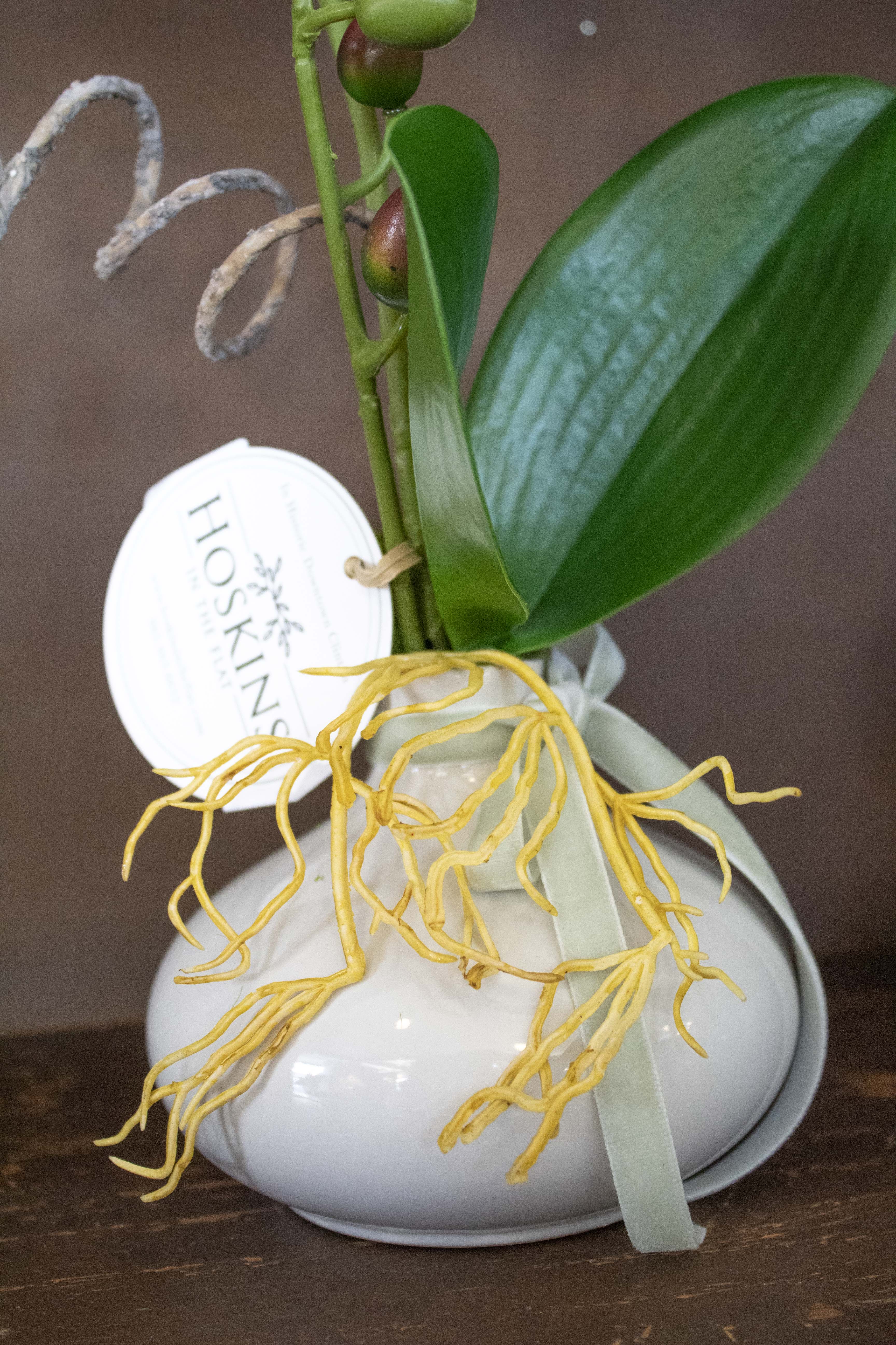 Mini Orchid in Ceramic Pot