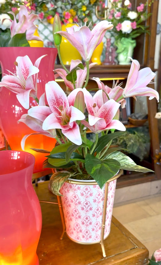 Potted Lily