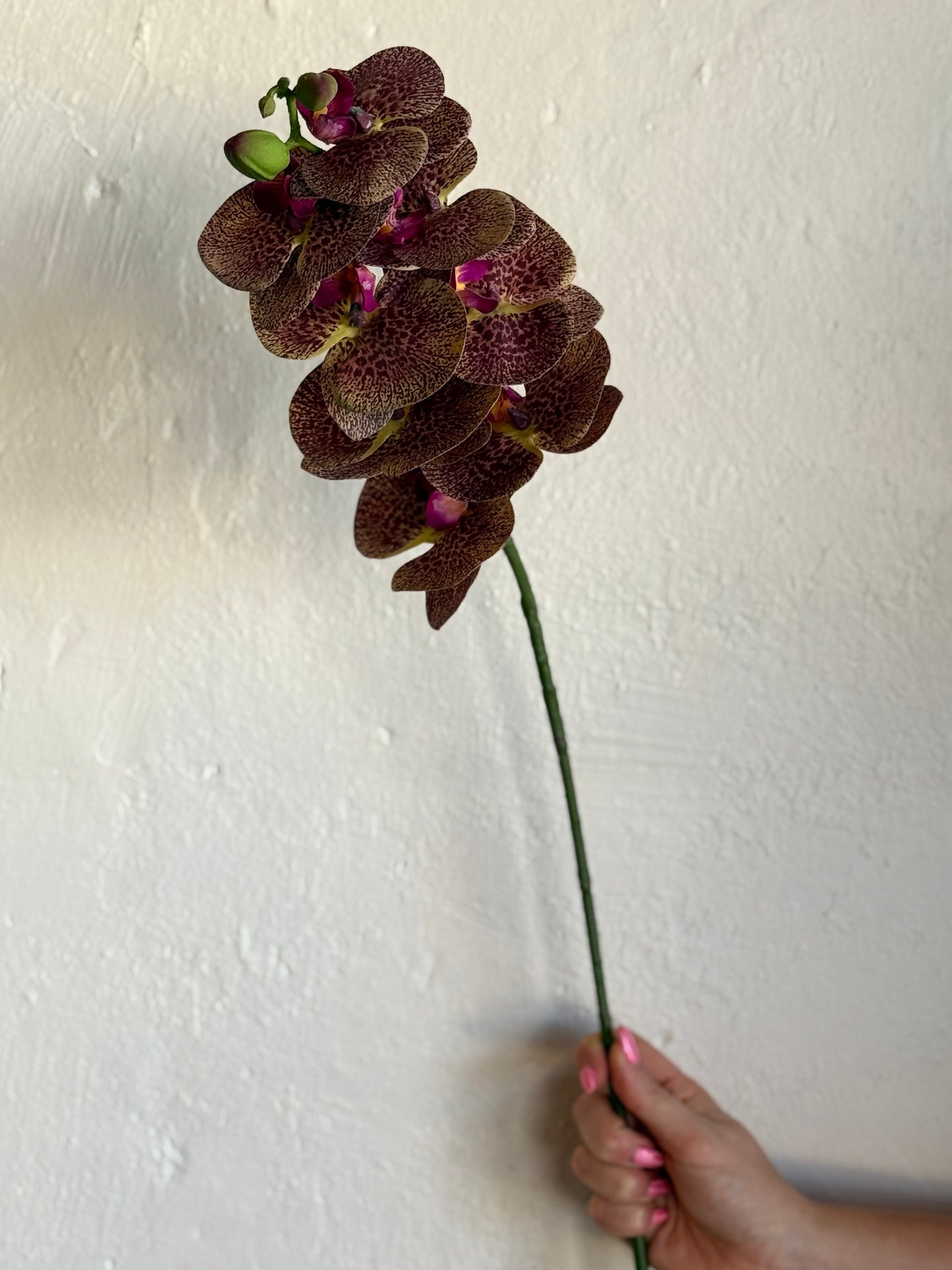 28" GREENHOUSE PHALAENOPSIS SPRAY