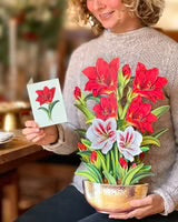 Christmas Scarlet Amaryllis