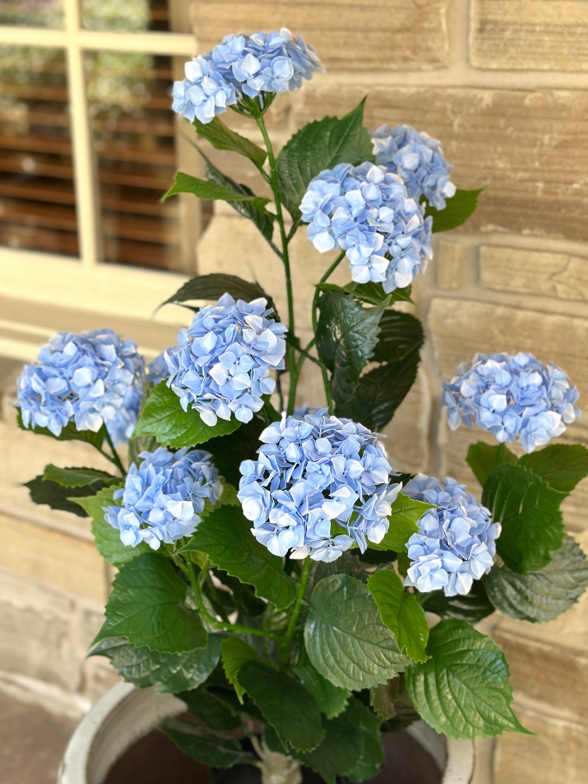 potted blue hydrangea plants Blue Hydrangea Bush in Pot