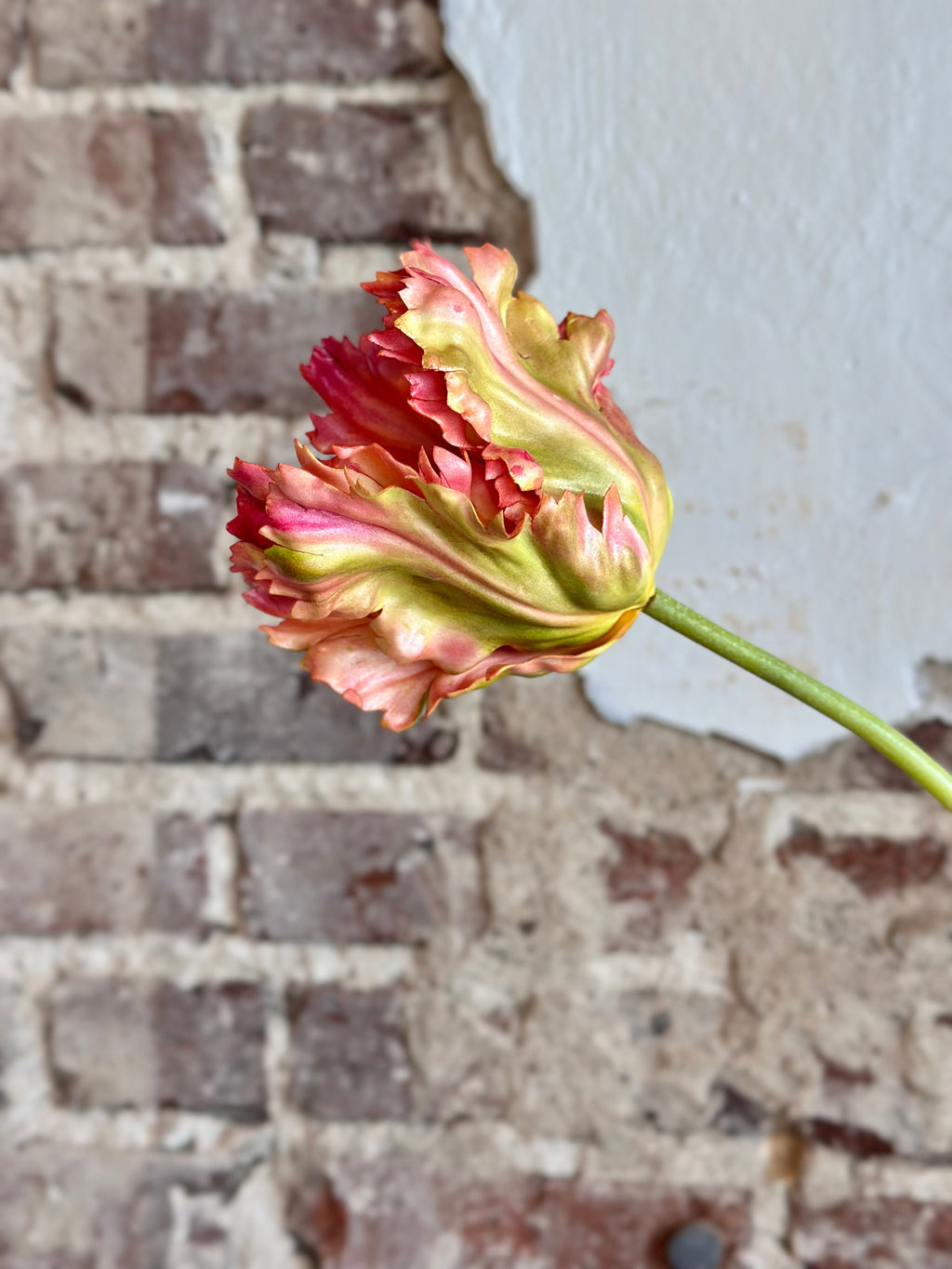 27.5" Parrot Tulip- Mauve Green
