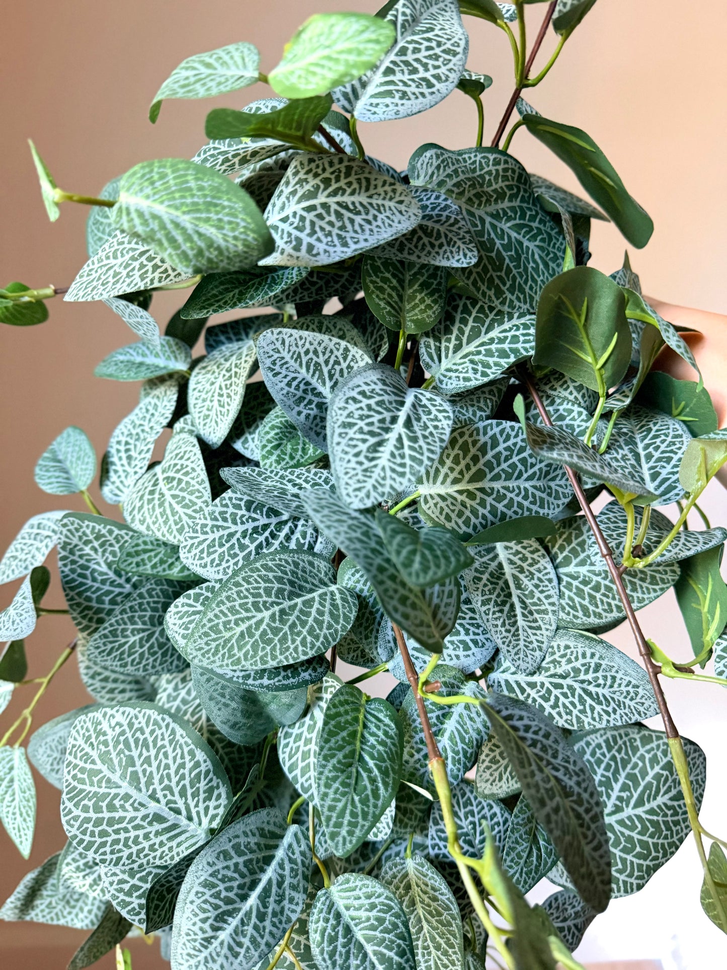 30" FITTONIA HANGER