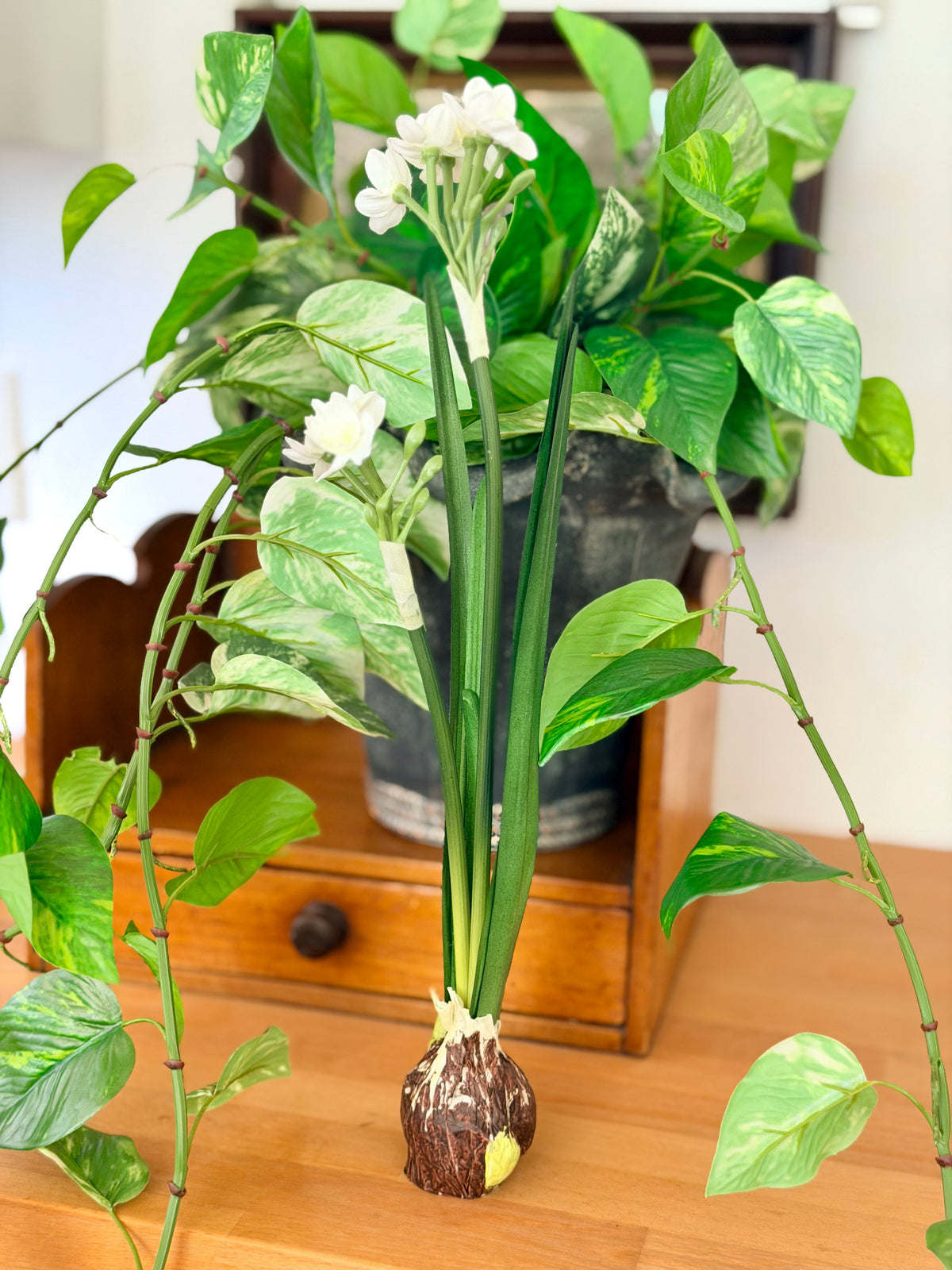 18" PAPERWHITE BULB