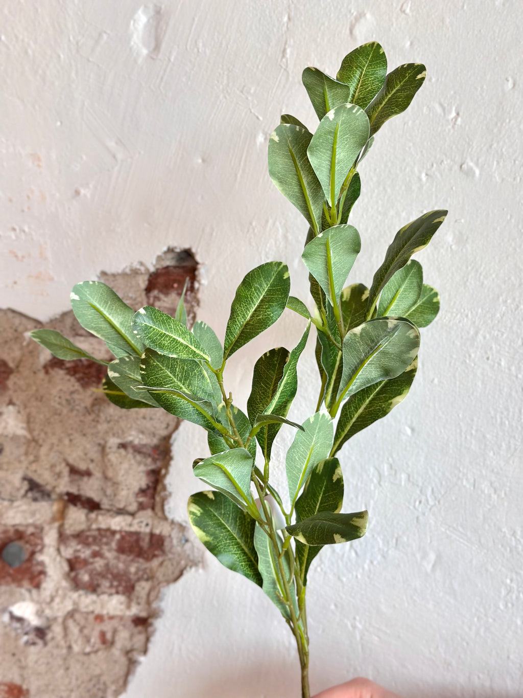 30" Pittosporum Spray