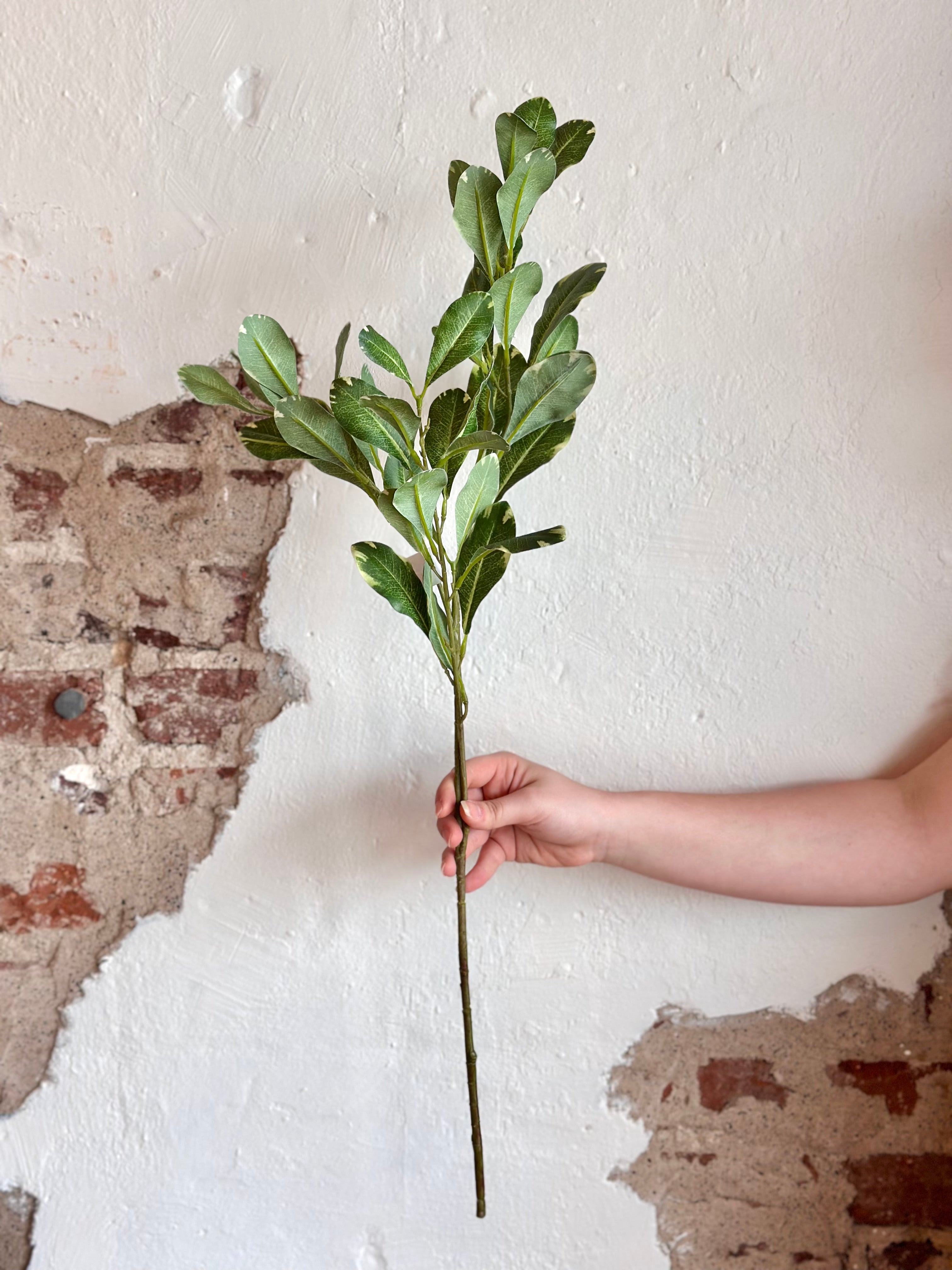 30" Pittosporum Spray