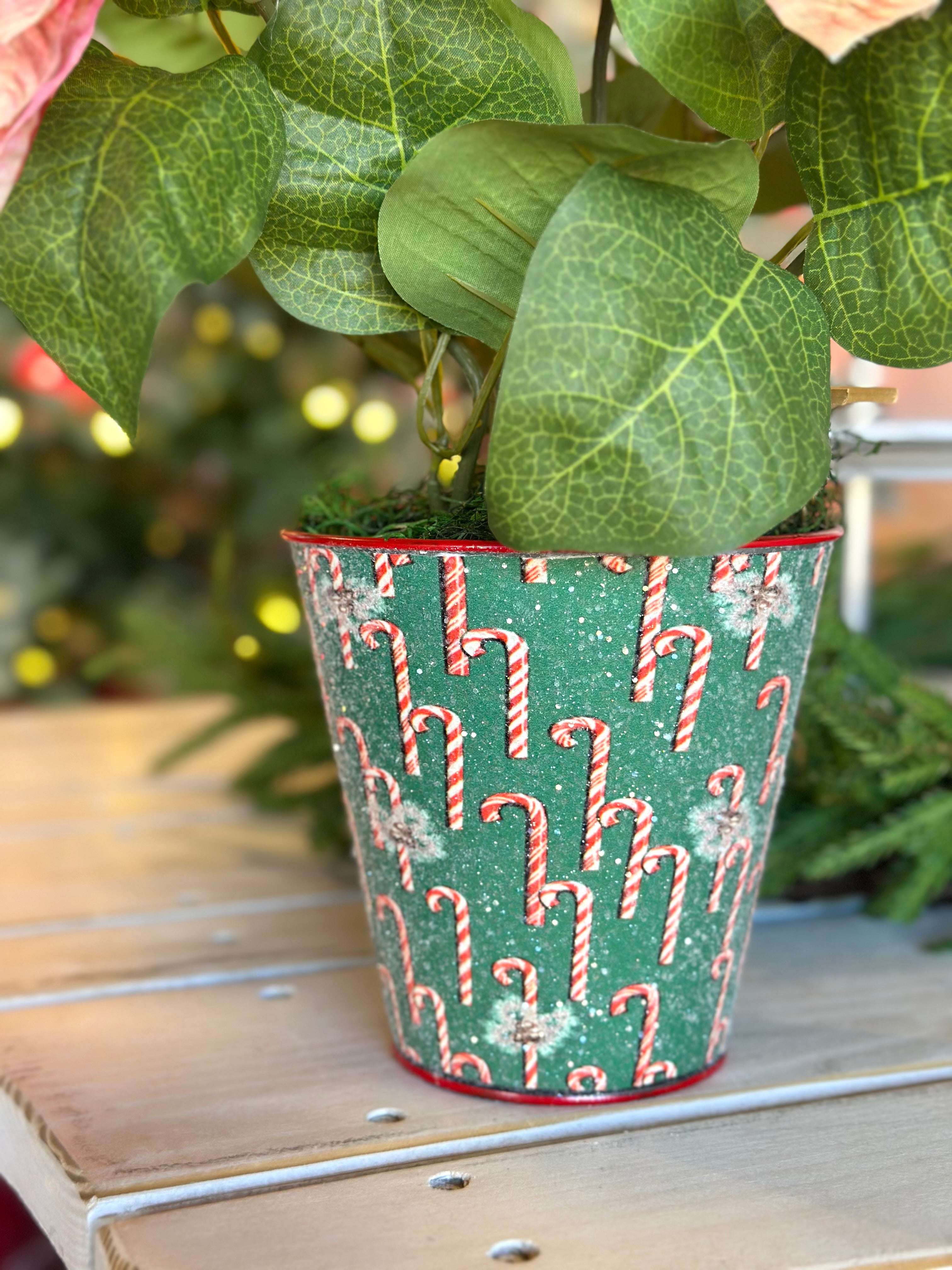 Candy Cane Poinsettia Potted Arrangement