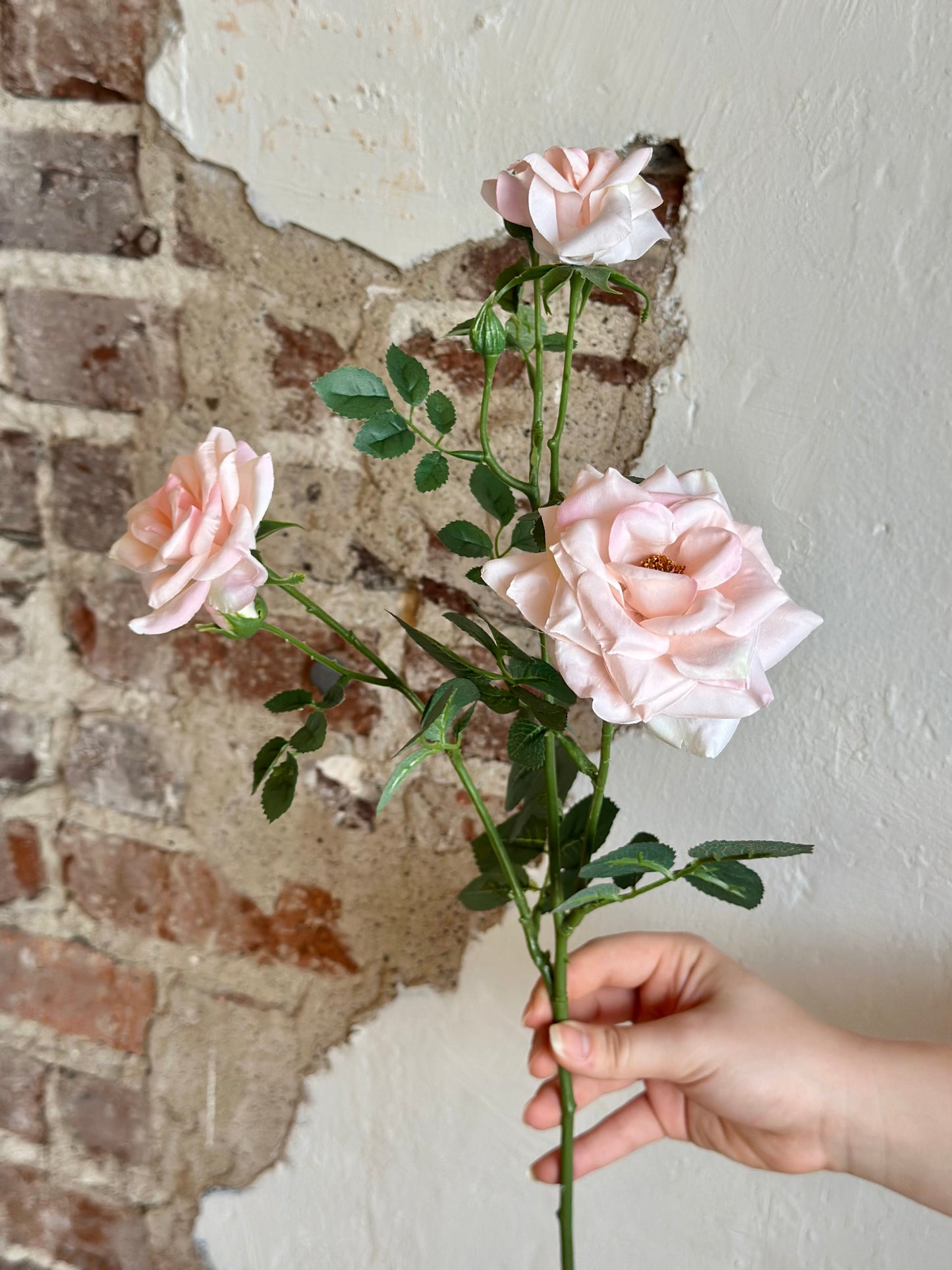 24" Curled Garden Rose