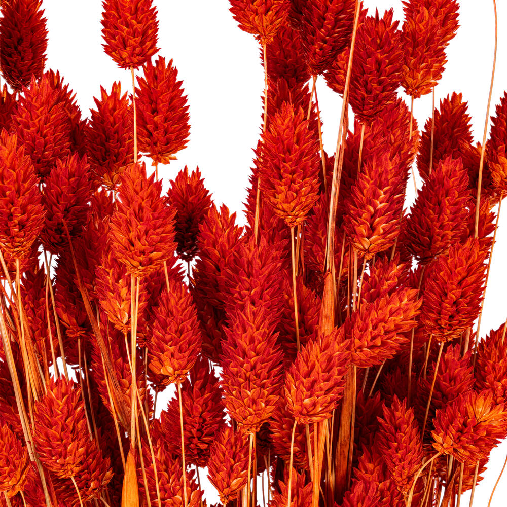 26” Orange Phalaris Bunch, Preserved