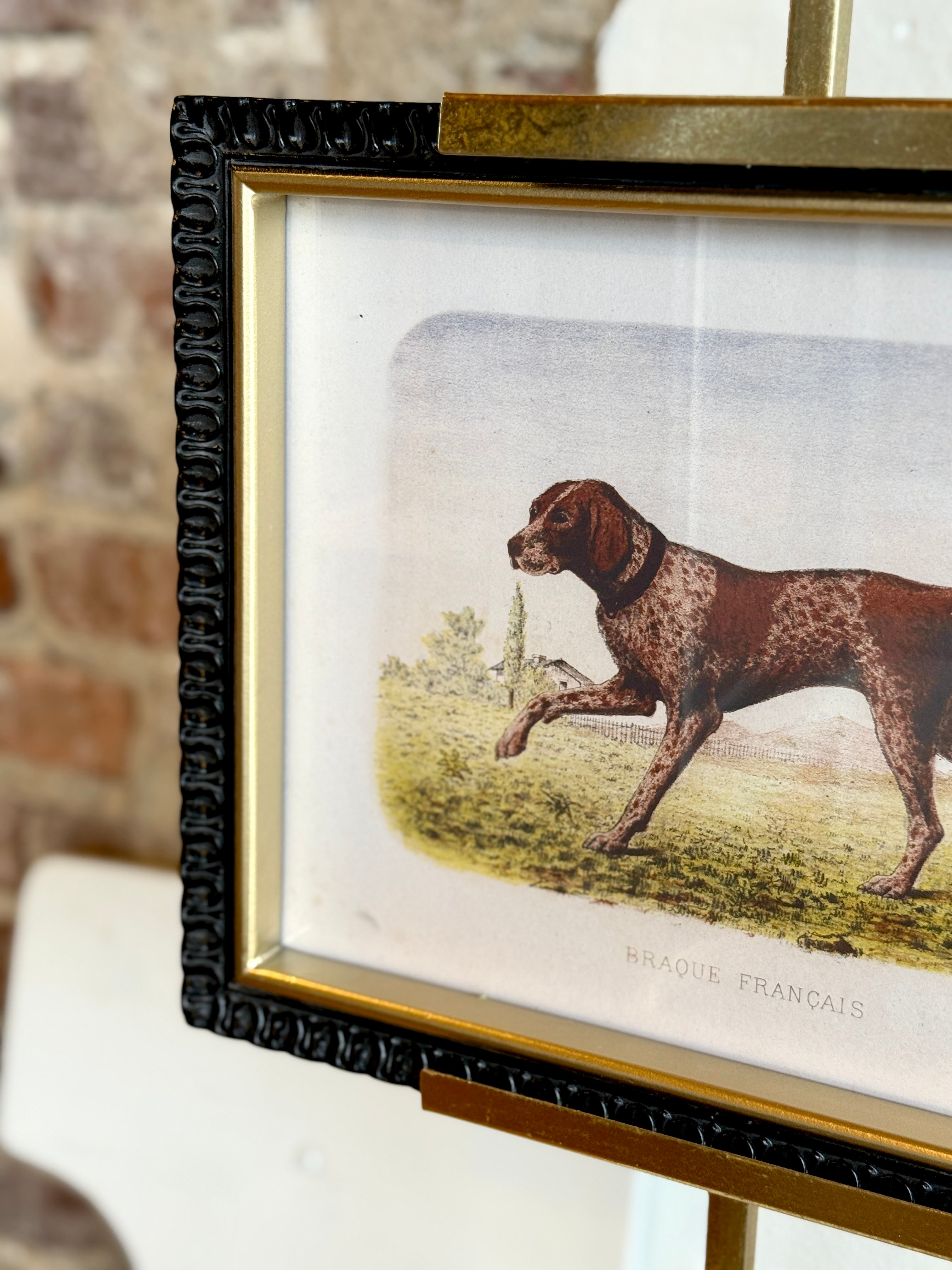 Braque Français Hunting Dog Framed Print