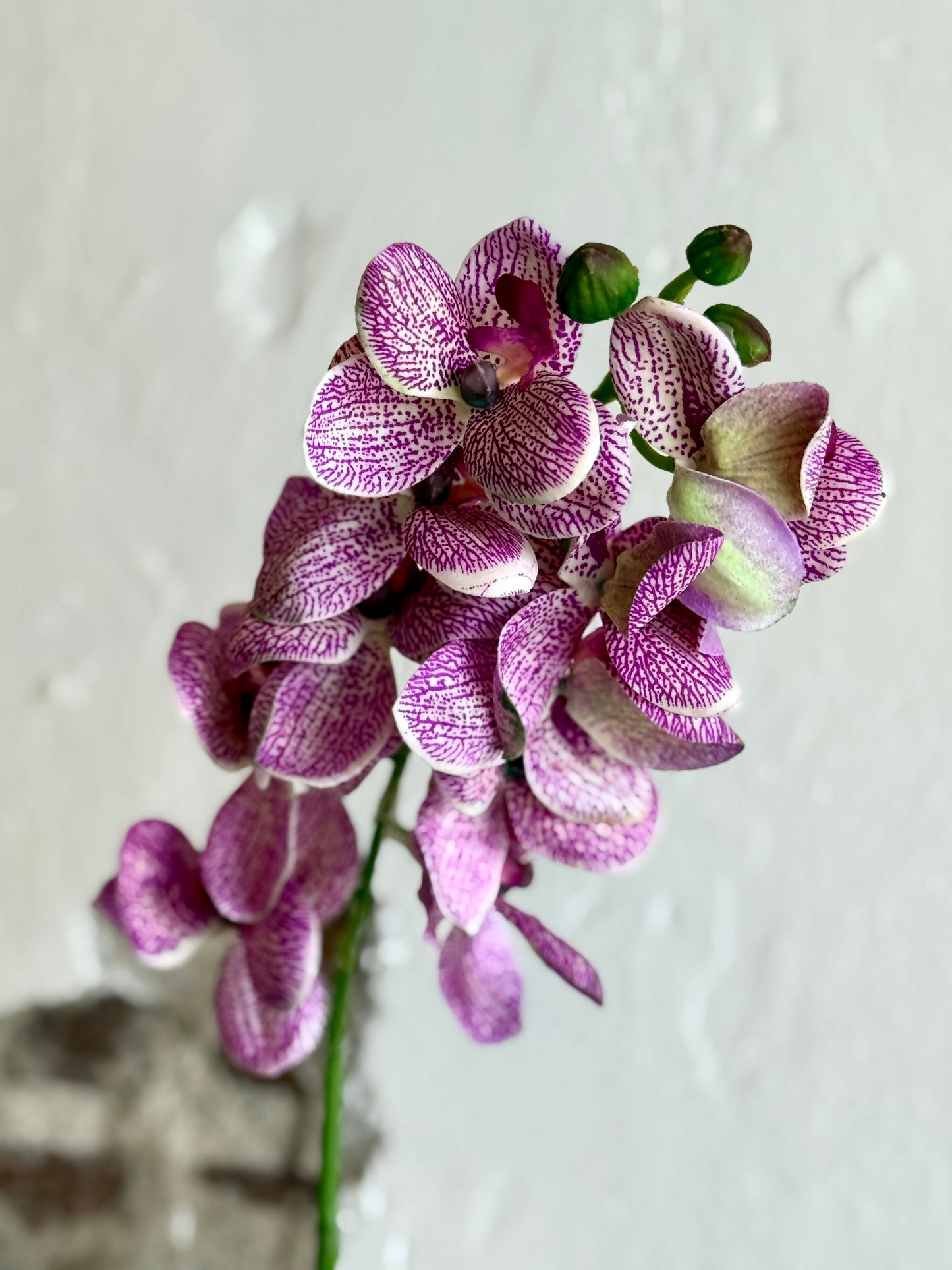 21" PHALAENOPSIS ORCHID SPRAY, PURPLE/CREAM