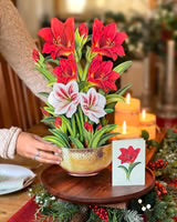 Christmas Scarlet Amaryllis