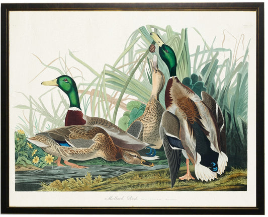 Duck Audubon Artwork 24 X 18