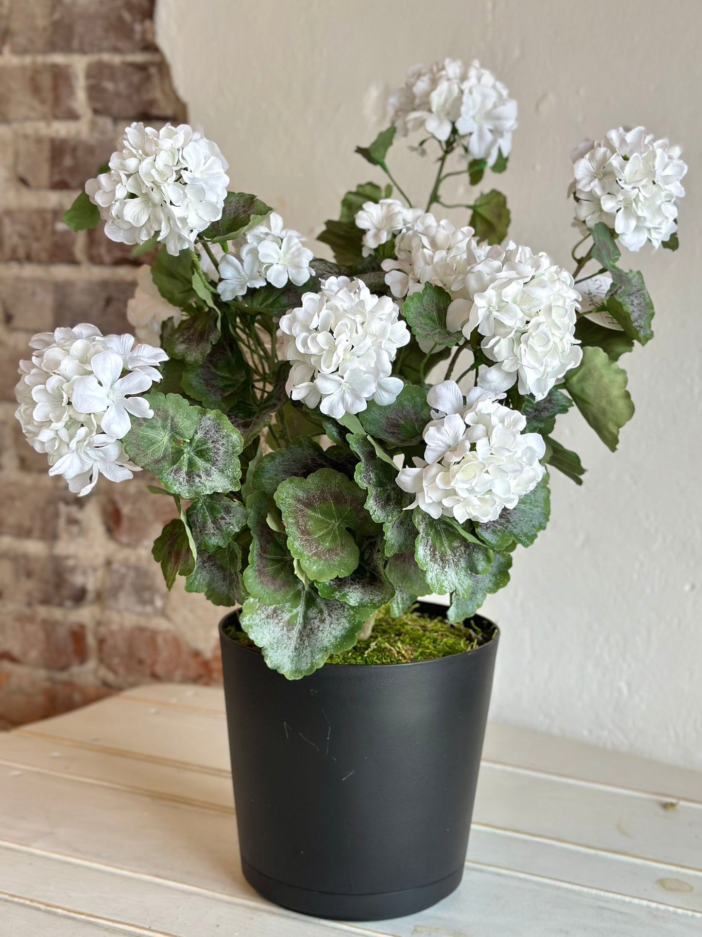 White Potted Mini Geranium