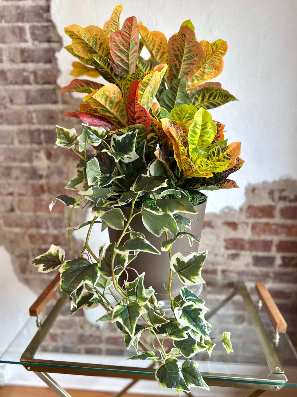 Croton Arrangement