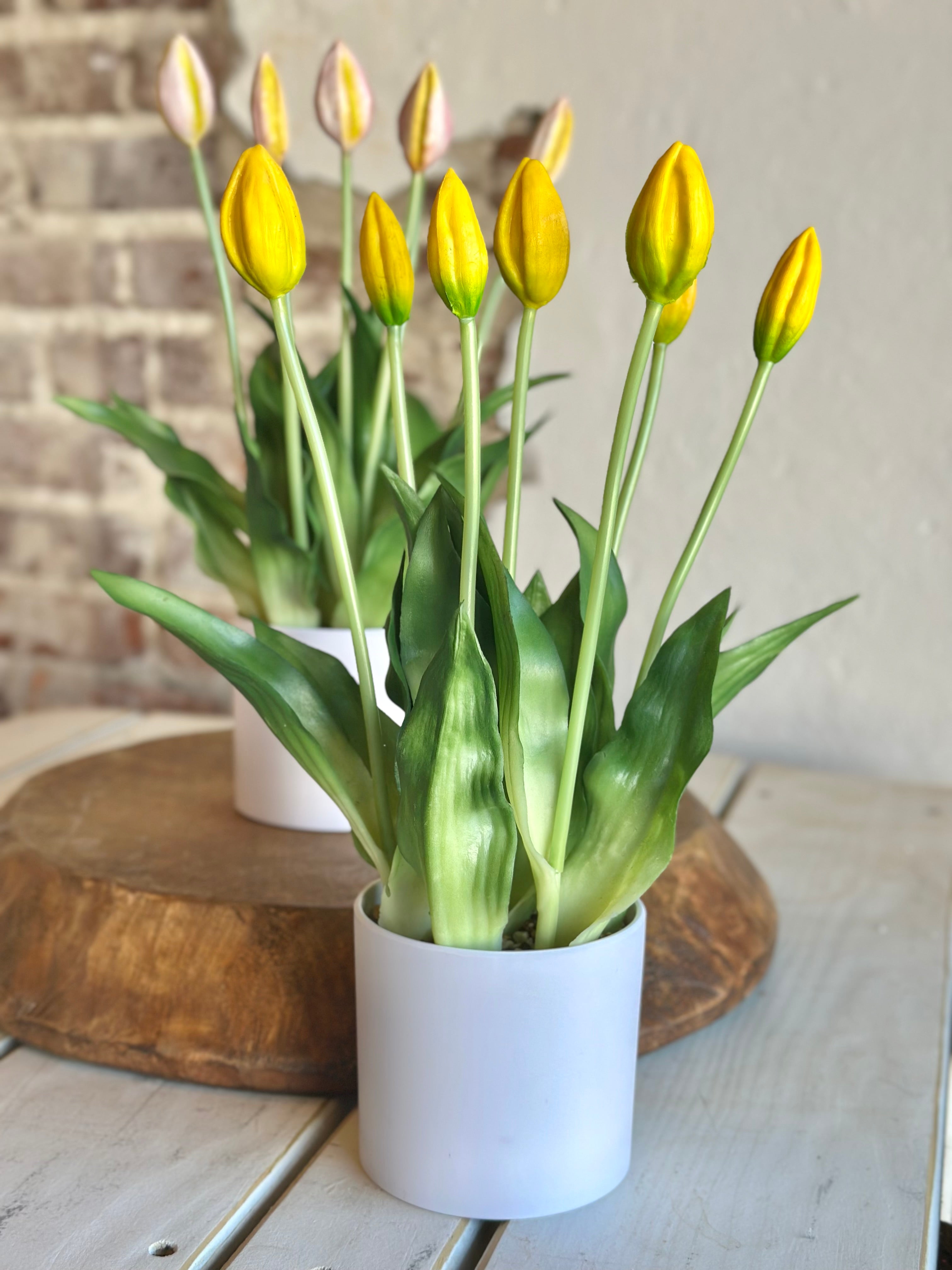 Yellow Potted Tulips