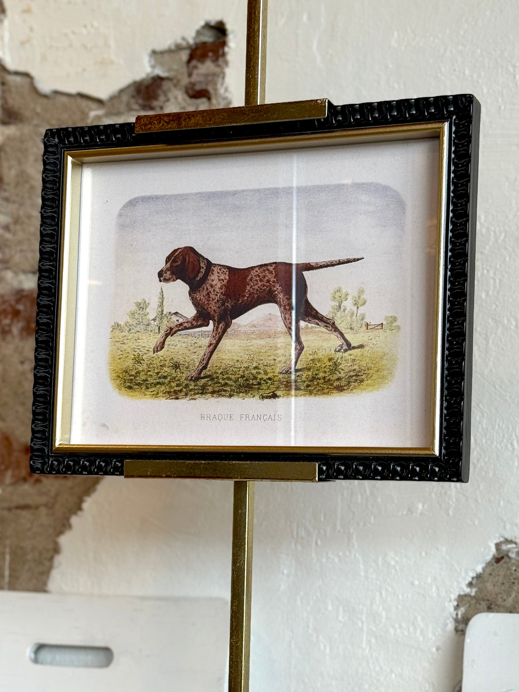 Braque Français Hunting Dog Framed Print
