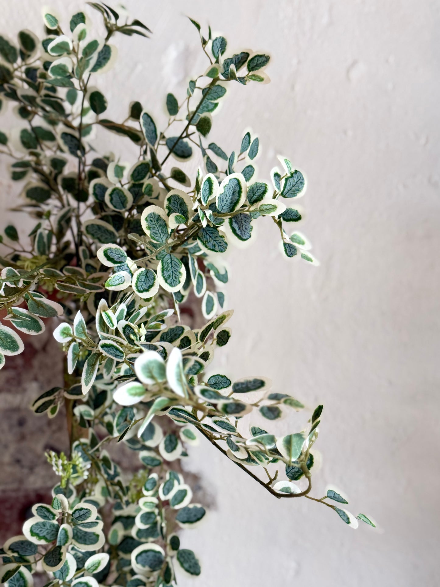 35" HANGING VARIEGATED BUTTON LEAF BUSH