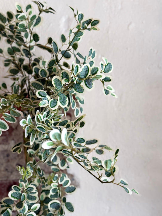 35" HANGING VARIEGATED BUTTON LEAF BUSH