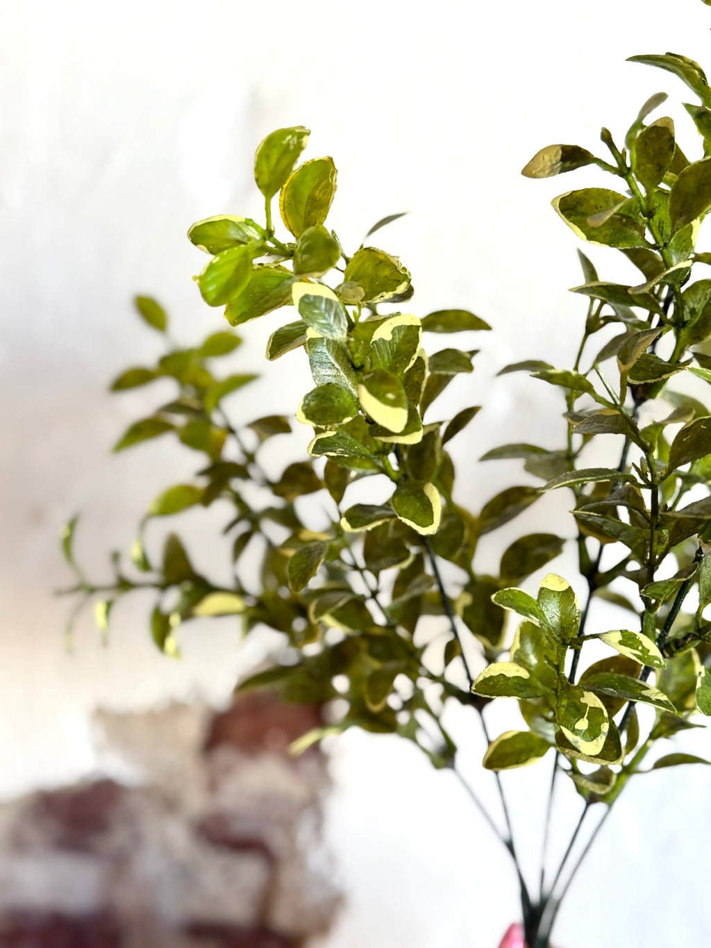 13" VARIEGATED BOXWOOD BUSH